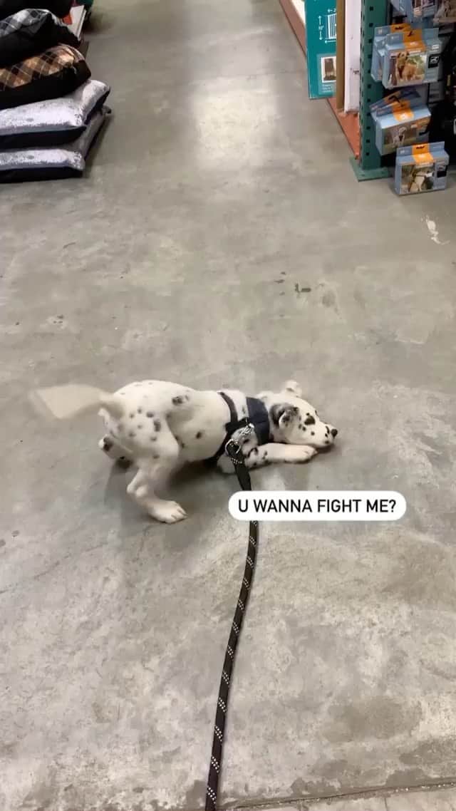 animalsのインスタグラム：「Hekkin imposter! Don’t worry, hooman! I protecc 😅🐾 Video by: @hifromtheo」