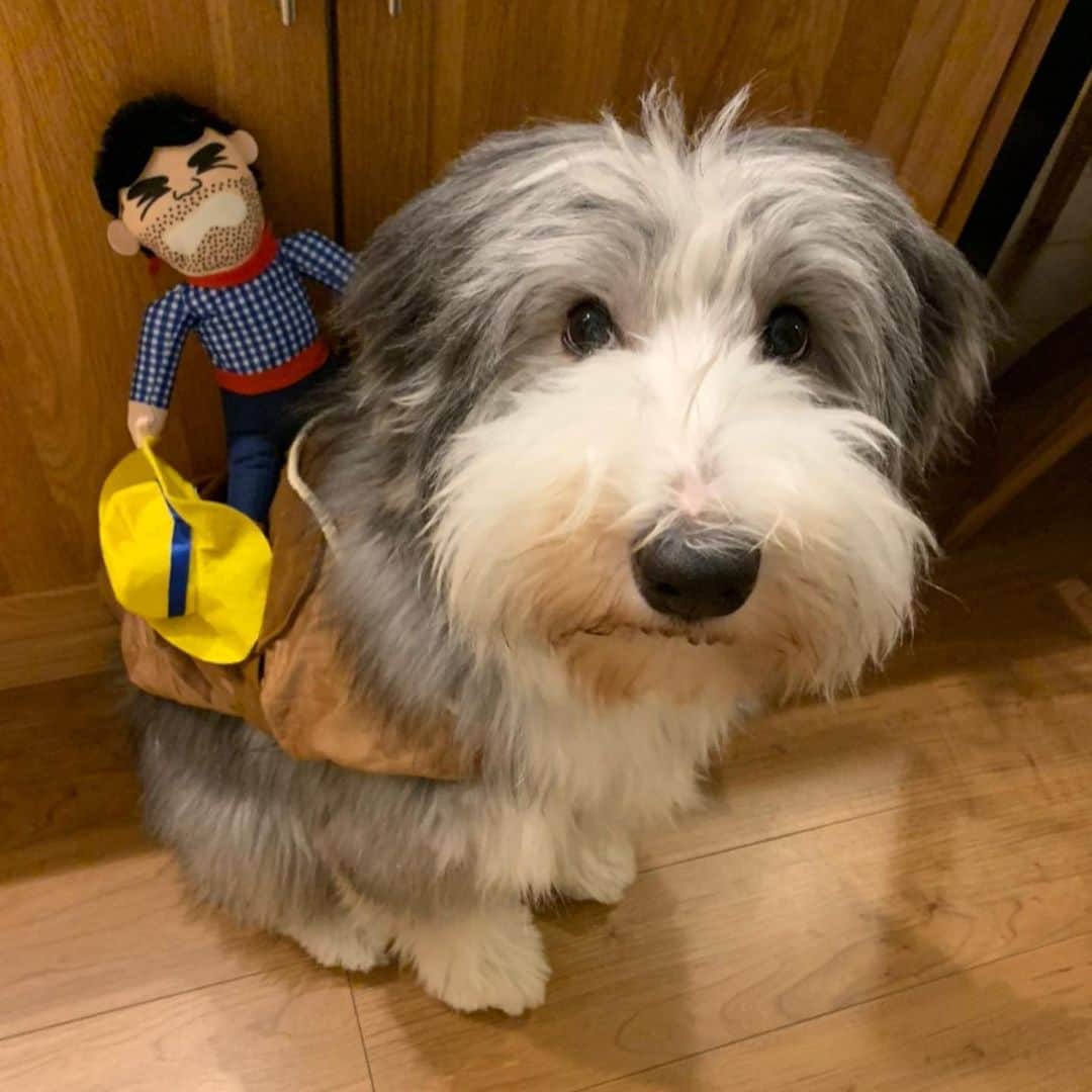 こいでのインスタグラム：「#通販また失敗。 #サイズ小さかった😭 #犬のコスチューム #ザラさんごめん🙇」