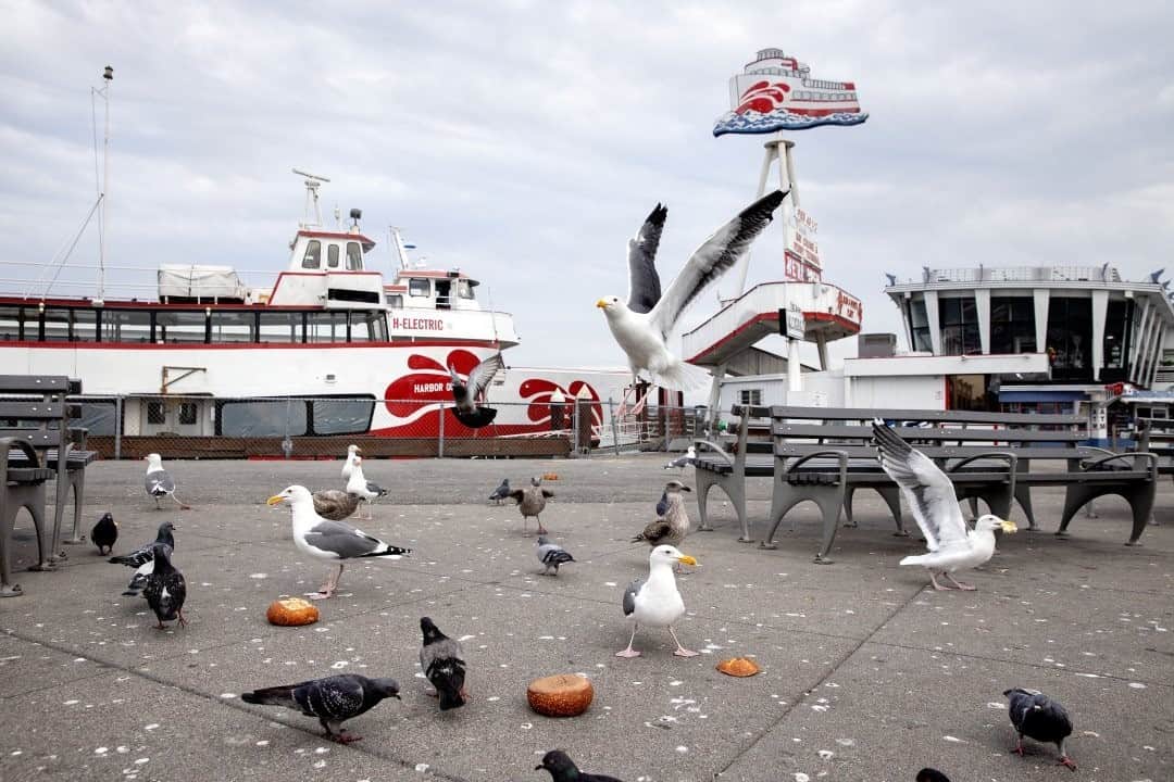 のインスタグラム：「Photo by @laurakmorton / Seagulls and pigeons are known to gather in this corner of San Francisco’s Fisherman’s Wharf neighborhood, a popular spot for tourists to sit and eat takeout from the nearby seafood stands. The birds are notorious for trying to snatch food from unsuspecting tourists. Despite warnings not to feed the birds, many tourists throw them scraps. With fewer tourists due to the COVID-19 pandemic, the birds have become more aggressive with each other, fighting for the scarcer crumbs left behind. Supported by @InsideNatGeo’s Emergency Fund for Journalists, I am currently working on a project on Fisherman’s Wharf, documenting the economic issues created by the COVID-19 pandemic that affect communities relying on tourism around the globe. For more from this story and photographs of people, places and culture follow along @laurakmorton.」