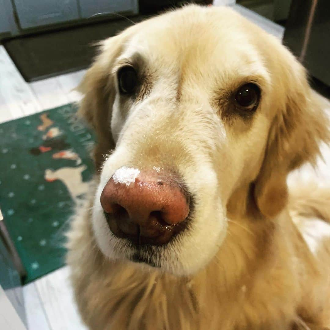 モヒートさんのインスタグラム写真 - (モヒートInstagram)「No mom, I definitely wasn’t digging around in the snow. You have no evidence. (Swipe to see after I disposed of the evidence). #snow #winter #blizzard #goldenretriever #goldens_ofinstagram #innocent #sugarface #seniordogsofinstagram #seniordogs #dogmom #cute #dogsofinstagram #dogsofinsta #dogs #boopmynose #boop」2月18日 12時28分 - mojito_rose_family