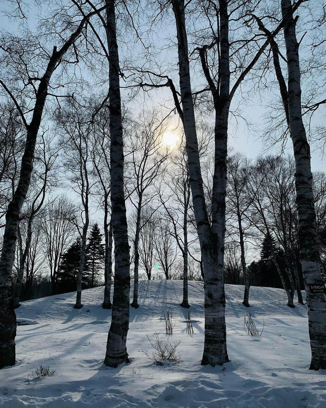 マルさんのインスタグラム写真 - (マルInstagram)「🌼春待ち、花の子マルルンです₍^·͈༝·͈^ฅ  雪はまだまだ残ってます。。。 .. … シラカバ花粉症だけど 白樺が好き🥲 .. .. #花の子マルルン#スカートをはいた猫#stayhome#癒し#にゃんすたぐらむ#のせ猫#ねこのきもち #おうち時間#cat#猫#三毛猫#猫との暮らし #ねこすたぐらむ#ペコねこ部#もふもふ#cats#instagood#cute#ふわもこ部」2月18日 12時29分 - maruruna