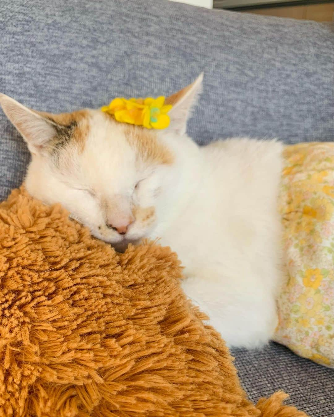 マルのインスタグラム：「🌼春待ち、花の子マルルンです₍^·͈༝·͈^ฅ  雪はまだまだ残ってます。。。 .. … シラカバ花粉症だけど 白樺が好き🥲 .. .. #花の子マルルン#スカートをはいた猫#stayhome#癒し#にゃんすたぐらむ#のせ猫#ねこのきもち #おうち時間#cat#猫#三毛猫#猫との暮らし #ねこすたぐらむ#ペコねこ部#もふもふ#cats#instagood#cute#ふわもこ部」