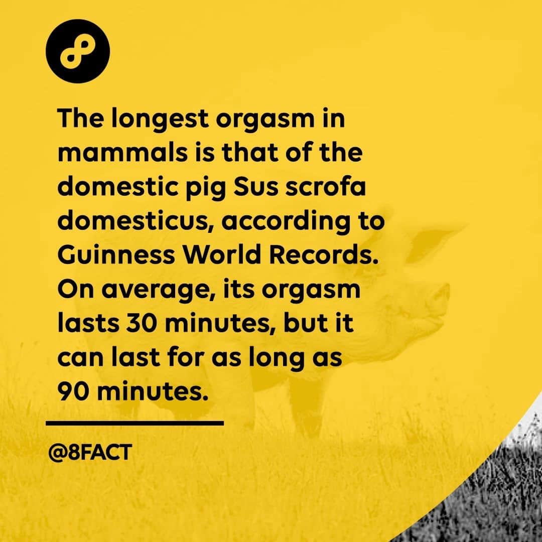 のインスタグラム：「Lucky pig」