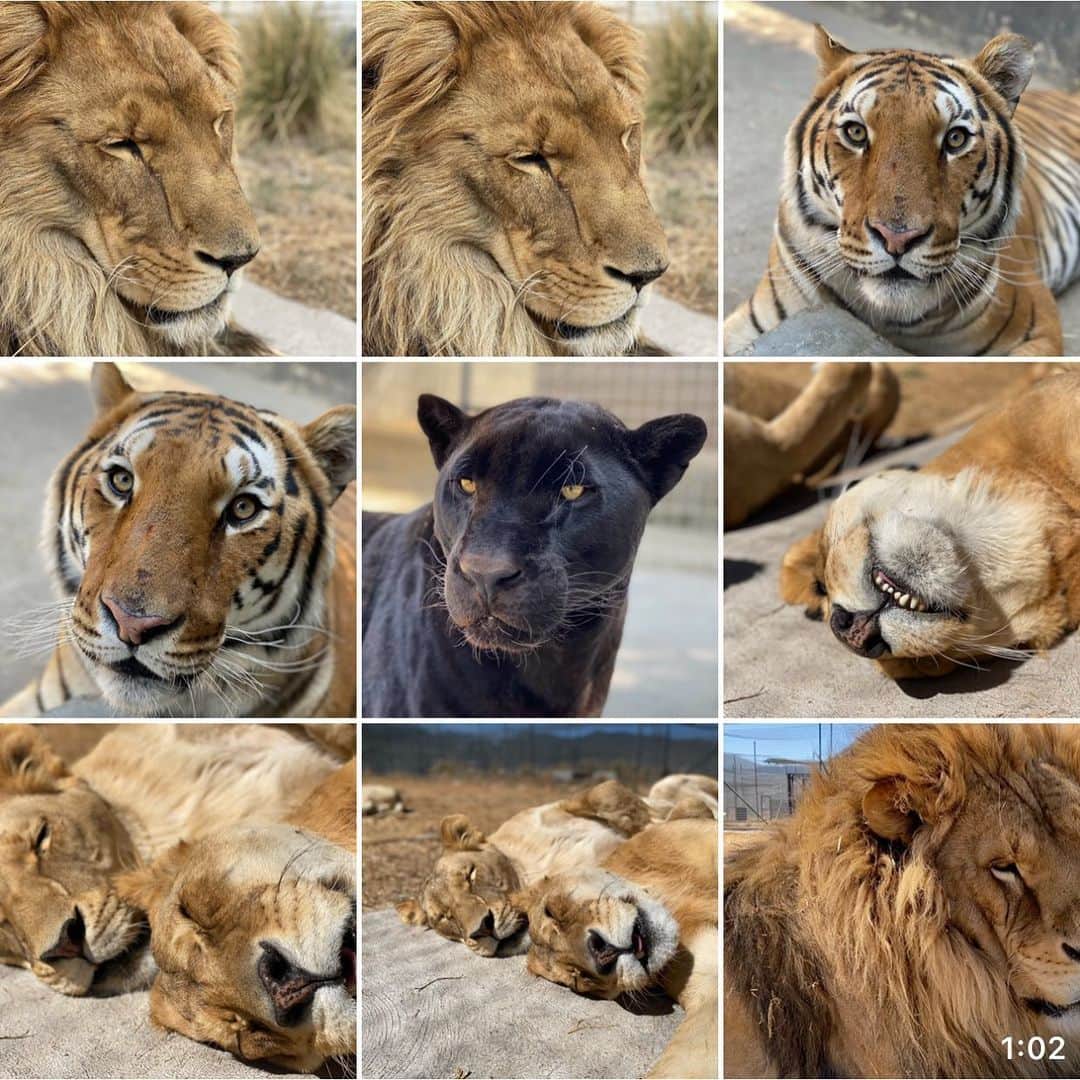 Black Jaguar-White Tiger さんのインスタグラム写真 - (Black Jaguar-White Tiger Instagram)「My camera roll. I’m sorry guys but I can’t post vids on Instagram for the moment...」2月18日 23時38分 - blackjaguarwhitetiger