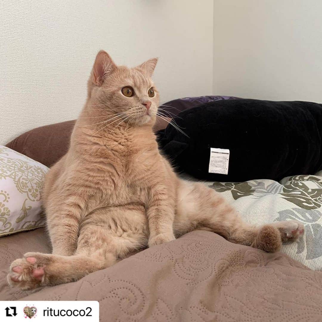 【公式】いぬのきもち・ねこのきもちのインスタグラム：「#Repost @ritucoco2 さんのロイ様。  人の様に座って、 なにを観てるの❓  ロイ様の一日に密着してみたい😆  ハッシュタグ #いぬのきもち #ねこのきもち に投稿いただいた可愛い写真をご紹介しています！ 「いぬのきもちWEB　MAGAZINE」、「ねこのきもちWEB MAGAZINE」でもご紹介させていただくことも！  -------------------   #ねこ #猫  #ねこすたぐらむ #ねこのきもち #ねこ好き #ねこと暮らす #ねこ好きさんと繋がりたい #猫好きな人と繋がりたい #猫がいる生活 #猫と暮らす#猫好き #cat #catstagram #catsofinstagram #cats_of_instagram  #ブリティッシュショートヘア」