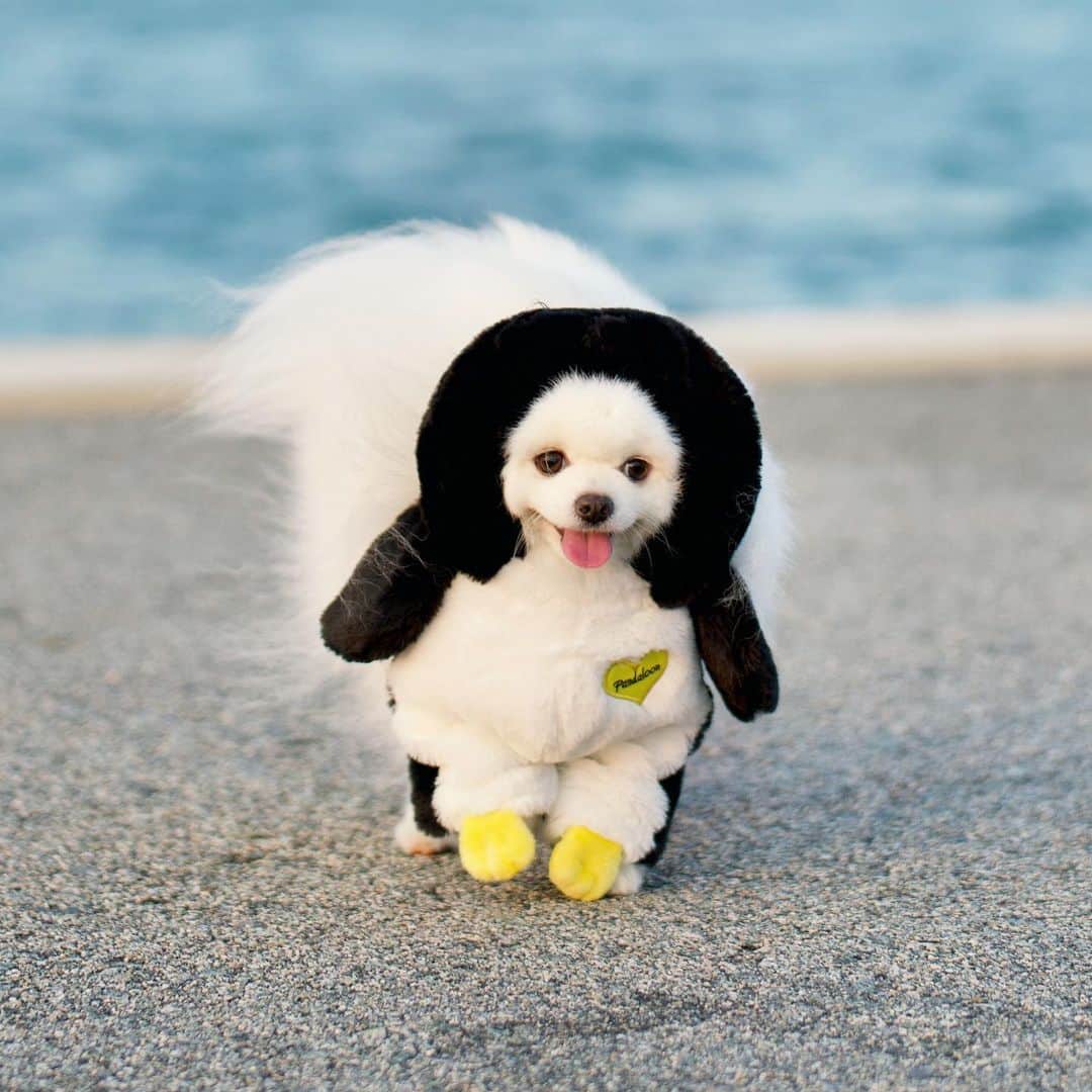 Mochi the Orkyehのインスタグラム：「Penguins can’t fly, I can’t fly. Therefore I’m a penguin! @pandalooncom 😄🐧🧡」