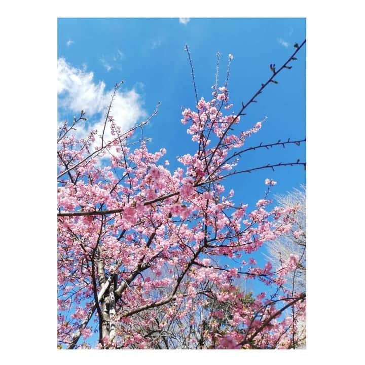 近藤笑菜のインスタグラム：「大好きな人たちと会えた日☀️ 話す度に自分もがんばろ！とパワーをもらえる～ほんと好きや～～♡ 皆で望む未来を掴もうぞ🐬 . 📸 桜もう咲いてた。 むちゃんこ綺麗🌸」