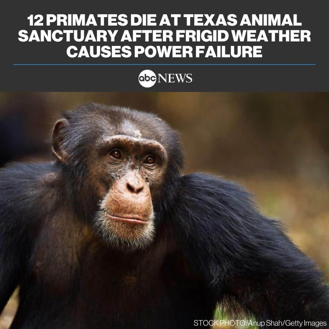 ABC Newsさんのインスタグラム写真 - (ABC NewsInstagram)「12 primates have died after a large animal sanctuary in Texas suffered a power outage amid the historically cold weather that has slammed the state and left millions without electricity. MORE AT LINK IN BIO. #animals #texas #primates」2月18日 22時30分 - abcnews