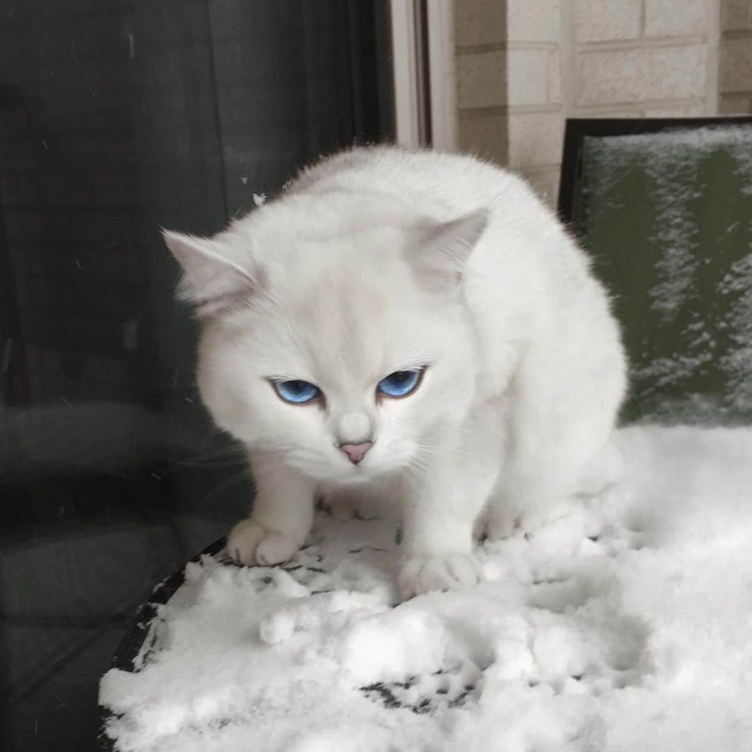 コビーさんのインスタグラム写真 - (コビーInstagram)「My first (and last) time in snow. #tbt」2月18日 22時33分 - cobythecat