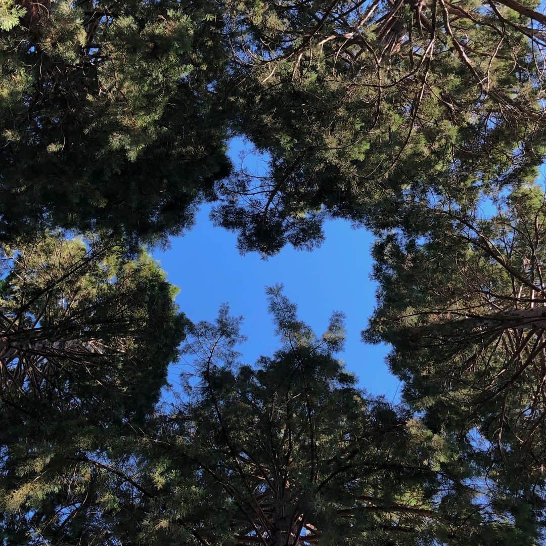星南のインスタグラム：「.﻿ ﻿ ﻿ ﻿ 𝐒𝐓𝐀𝐑 𝐓𝐑𝐄𝐄𝐒🌲﻿ ﻿ 私が留学していたオレゴンで撮った写真﻿ 木が5つ生えていて偶然に木が重なり合って﻿ 下から見ると星のように見える場所﻿ よく口開けて空見上げてこの景色見てたなー﻿ ﻿ 世界一周に行く時は絶対に﻿ オレゴンに行くって決めてるの﻿ 私のアナザースカイはオレゴンです💚﻿ ﻿  ﻿#oregon #portland #salem #startrees #nature #trees  #オレゴン #lifewithtype1 #1型糖尿病 #ハンディーキャップ #typeonediabetes #type1diabetes」