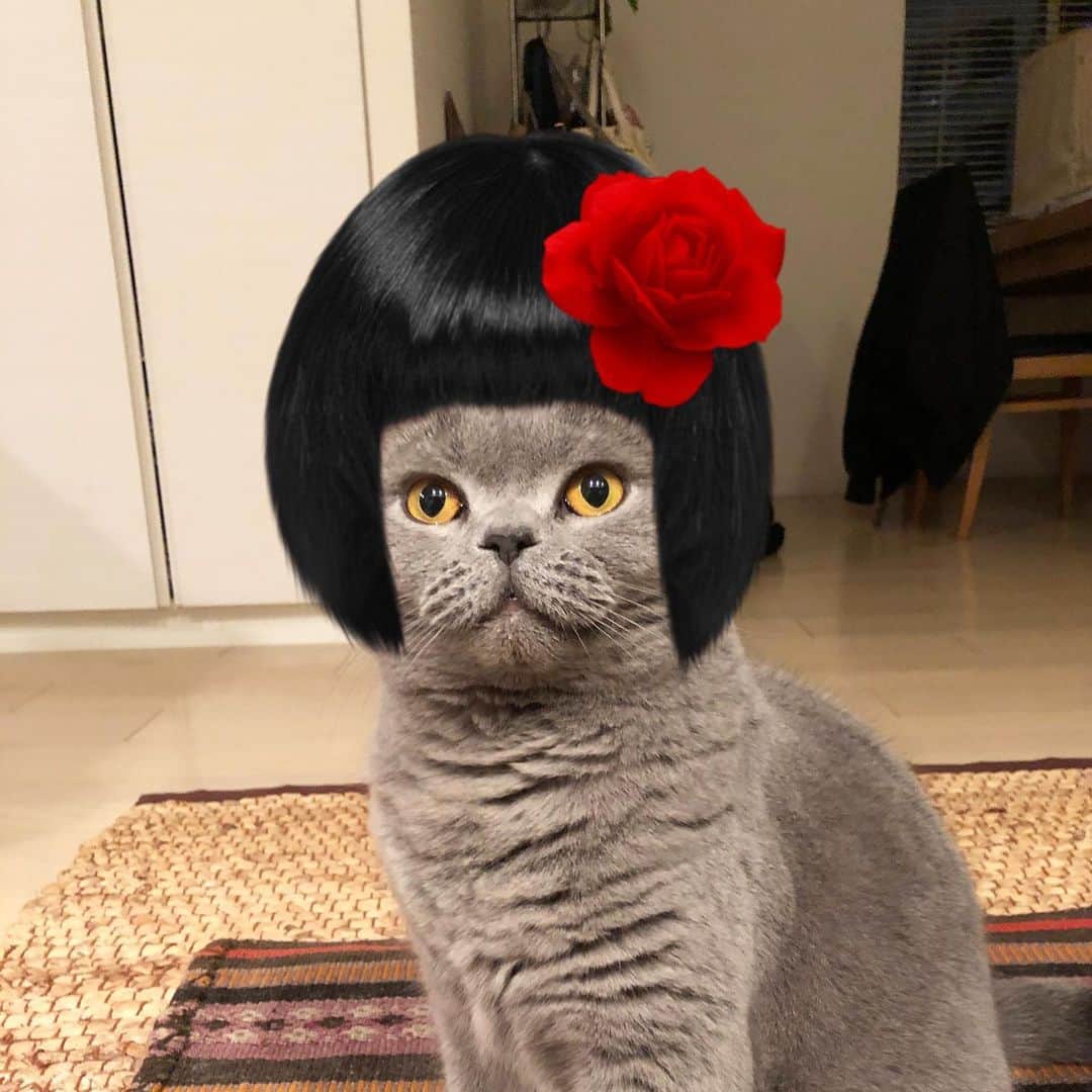 Nico & Tabu with MAYUMI KATOのインスタグラム：「絶妙なバランスを醸し出すにこたん. 今日の番外編(IGS)でプチタブも見てね！  LAMOOOO〜Nico😹 Please name this pretty girl😆and check Tabu on my IGS🤩 . #名前をつけてください  #snowねこ用スタンプ   .  #britishshorthair #bsh #kitten #igcats #cat #bluecat #eclatcat #catstagram #catsofworld #catsofinstagram #cats_of_instagram #cutepet  #britischkurzhaar #world_kawaii_cat #instagramcat #cute #catlover #ブリティッシュショートヘア #ブリショー #ねこ部 #ペコねこ部 #にゃんすたぐらむ #猫山商事 #ブリ商会 #多頭飼い #고양이 #кошка #قط」