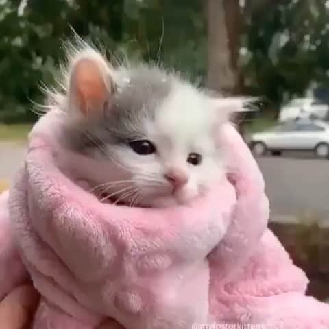 Cute Pets Dogs Catsのインスタグラム