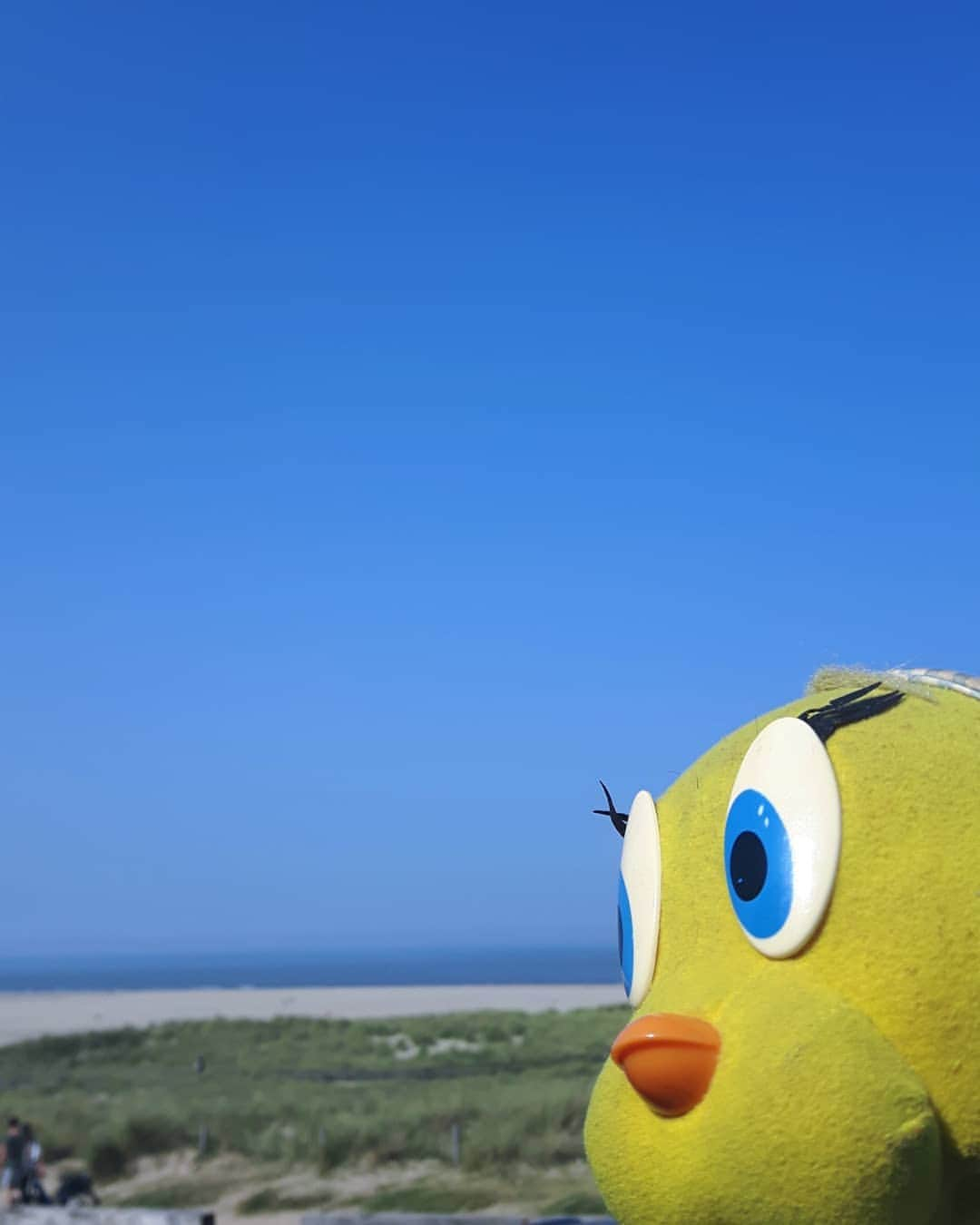 Little Yellow Birdさんのインスタグラム写真 - (Little Yellow BirdInstagram)「This is me, in anticipation of a very sunny, springy weekend!! (Pic taken 9/20, Texel) #littleyellowbird #tweety #tweetykweelapis #adventures #yellow #bird #thursday #tbt #throwback #anticipation #spring #lente #bluesky #sun #icanwait #texel #sunny #zon #stuffedanimalsofinstagram #plushiesofinstagram」2月18日 22時57分 - tweetykweelapis