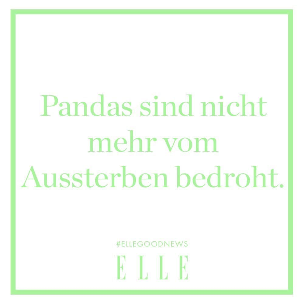 ELLE Germanyさんのインスタグラム写真 - (ELLE GermanyInstagram)「Die Population der Riesenpandas konnte sich in den letzten zehn Jahren erholen und ist um rund 17 Prozent gestiegen. Im Vergleich zu 1980 bedeutet das, dass sich der weltweite Bestand um knapp das Doppelte vermehren konnte. Damit sind Pandas nicht mehr vom Aussterben bedroht, gelten allerdings immer noch als gefährdet. 🐼 Photocredit: iStock #ellegoodnews #panda #tierschutz #savetheanimals」2月18日 23時01分 - ellegermany