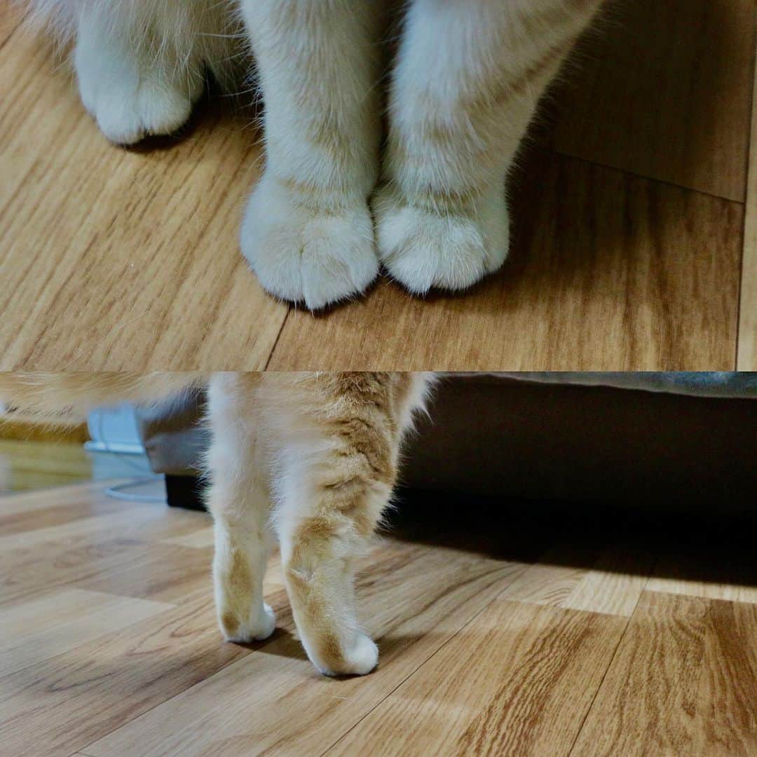 原あやののインスタグラム：「クリームパン  #猫 の #足 #食べたい」