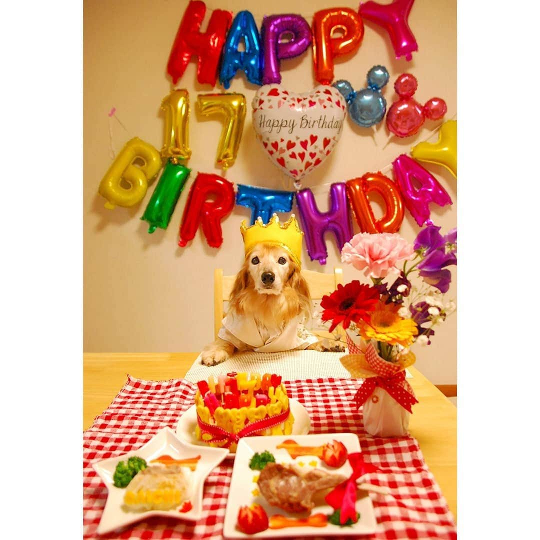 ?モデル?大地?のインスタグラム：「♪🐾2021*2*18🐾 . 昨日は👑大地っ子 💖17歳の🎂お誕生日でした💕✌️😆✌️ｲｴｰｲ🎶 . 🎉🎊🎆💐🌷🐟🍖🎂🍾🥂🍻🌹🌼🎉 . . 🎂お誕生日パーティーは 🐟お魚と🍖お肉と🎂ケーキを食べたよ🎶✌️😁ｲﾋﾋｯ🎶 . . 🐾🐾🐾🐾🐾🐾🐾🐾🐾🐾🐾🐾🐾🐾 . #大地#大好き#だいすき #いつも一緒#ずっと一緒 #大地なしでは生きて行けませんw #いぬ#イヌ#犬#わんこ . #ワンコ#愛犬#いぬばか部 #犬バカ部#いぬら部#いぬすたぐらむ #犬のいる暮らし#pecoいぬ部 #誕生日#お誕生日#happybirthday#おめでとう . #横浜#yokohama#神奈川#kanagawa #ミニチュアダックスフンド#ミニチュアダックス #ダックスフンド#ダックス」