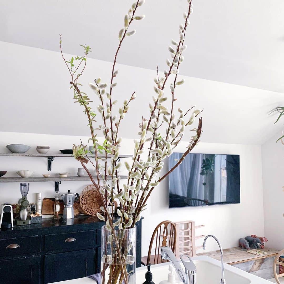 のインスタグラム：「2月の🌱 猫のしっぽみたいにふわふわした花🐈」