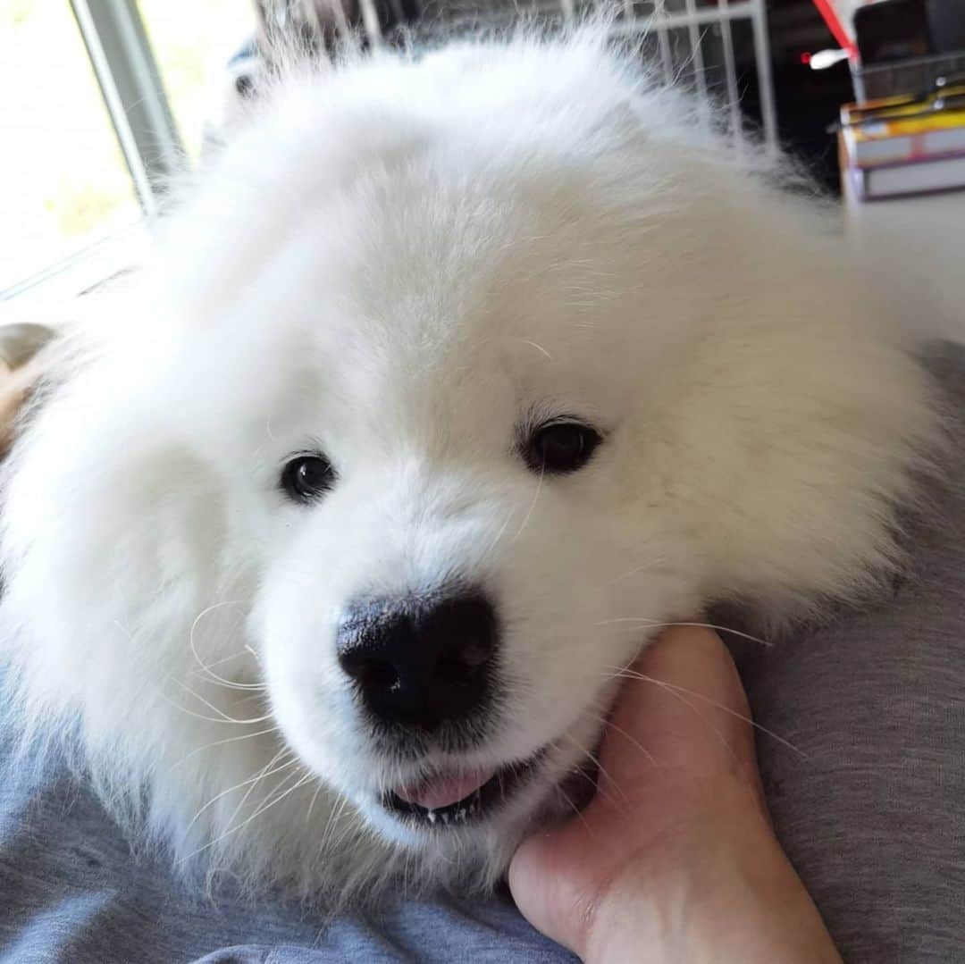 Alex Toのインスタグラム：「😁😁😁 #cute #dog #doglover #dogsofinstagram #dogoftheday #dogofthedayjp #dogstagram #fluffy #hkig #hongkong #ilovemydog #instadog #instagood #instamood #instagraphy #instapic #samoyedoninstagram #pet #petlovers #petsofinstagram #petstagram #photooftheday #puppy #pupsofinstagram #samoyed #samoyedsofinstagram #webstagram #犬 #サモエド」