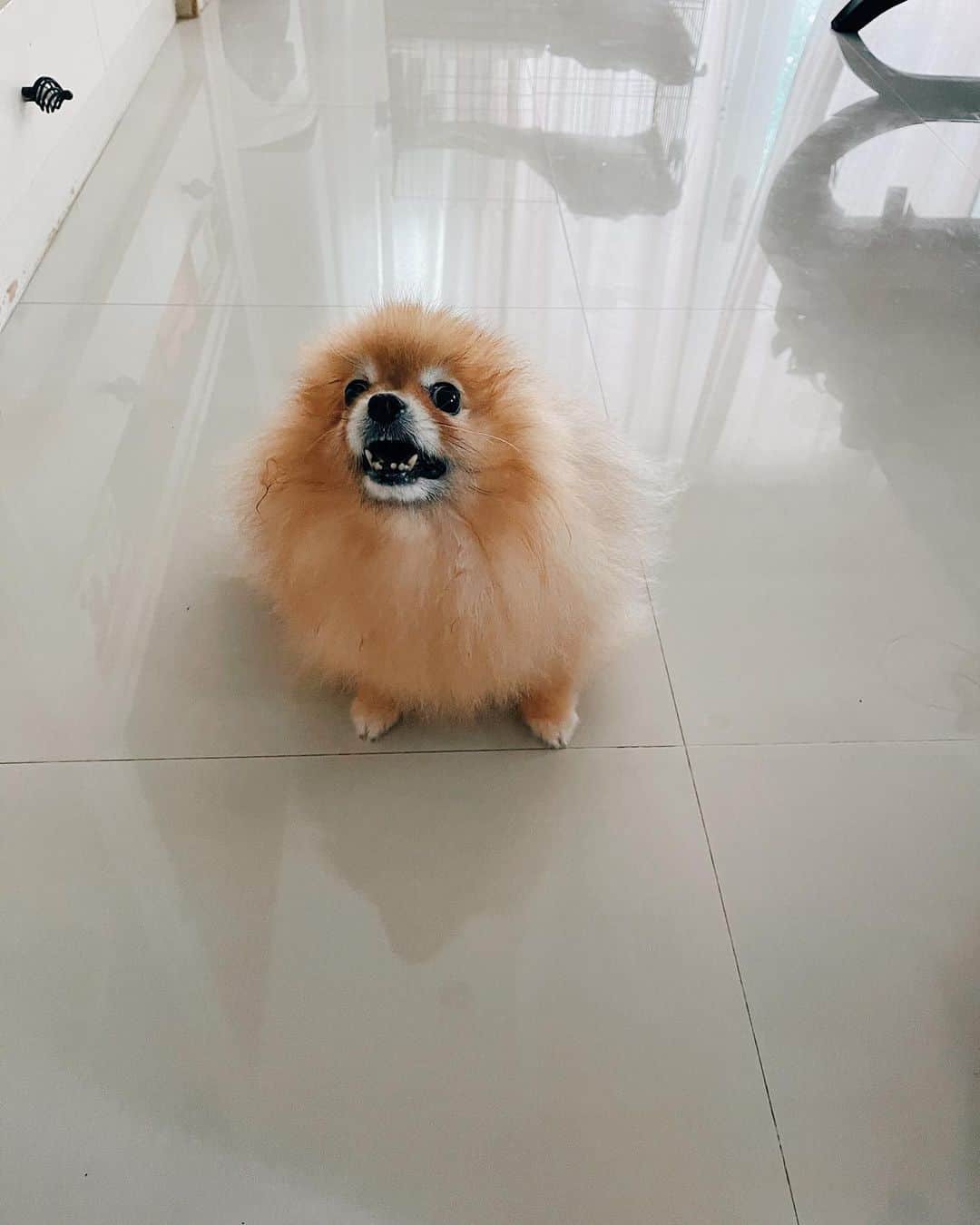 r_oseさんのインスタグラム写真 - (r_oseInstagram)「Goodbye for now little fighter 🦁〰️ we’ll meet again on the other side of the rainbow bridge🌈☁️ • 12Dec2010 -18Feb2021• no more pain....」2月18日 15時15分 - r_ose
