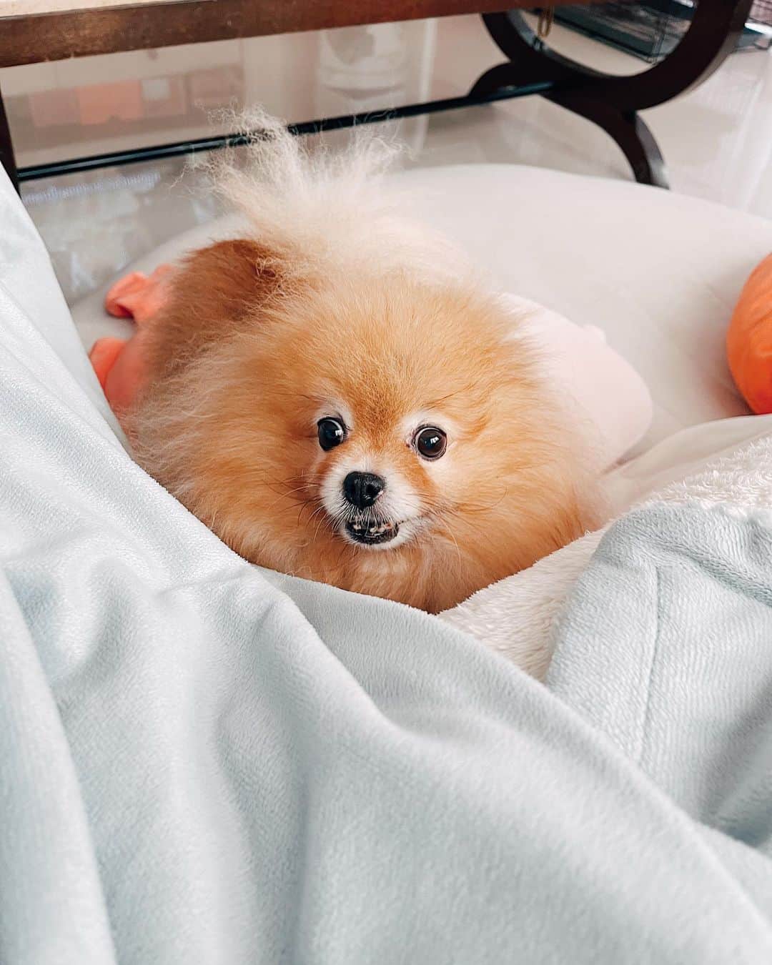 r_oseのインスタグラム：「Goodbye for now little fighter 🦁〰️ we’ll meet again on the other side of the rainbow bridge🌈☁️ • 12Dec2010 -18Feb2021• no more pain....」