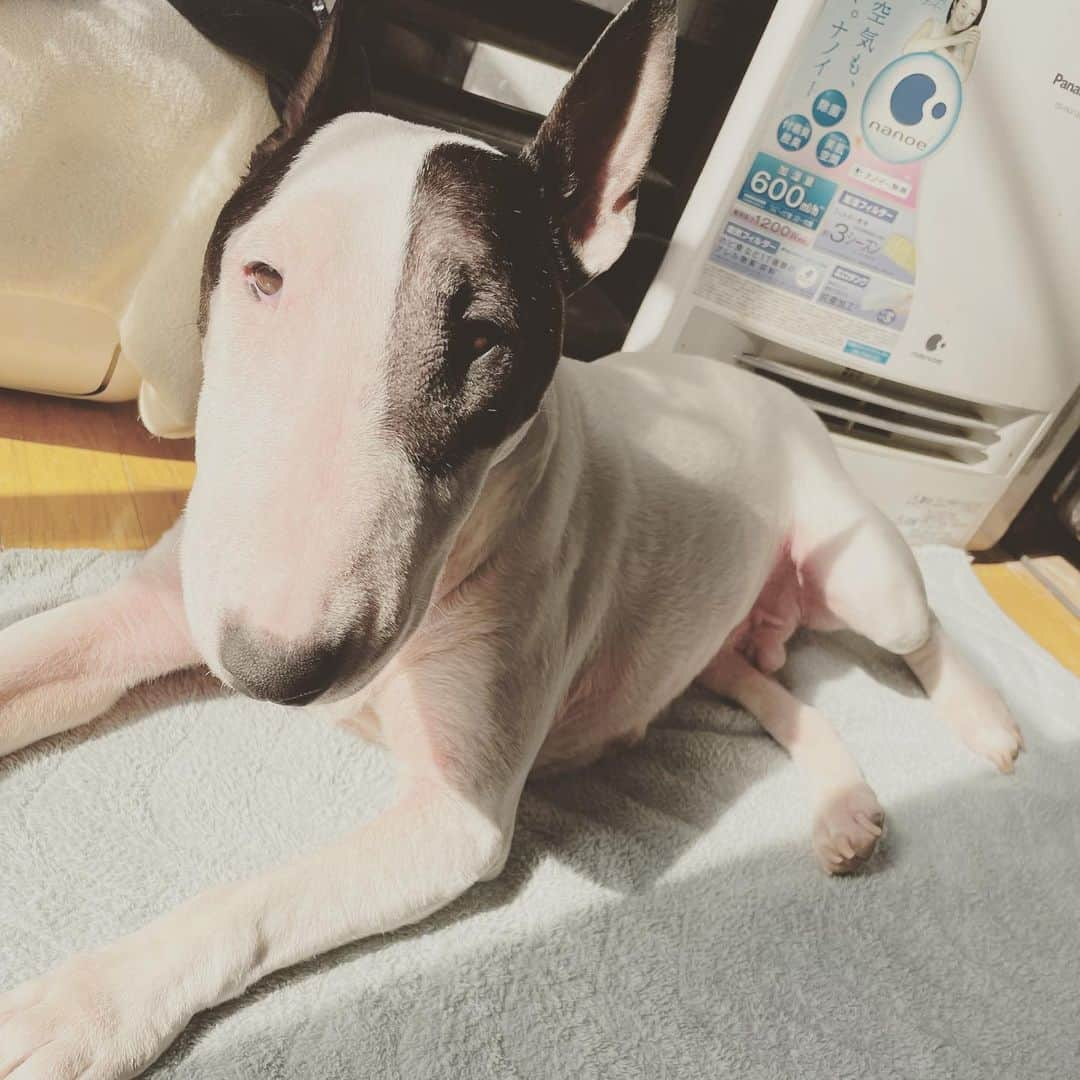 Q太郎さんのインスタグラム写真 - (Q太郎Instagram)「#minituru#bull#terrier#minibullterrier#miniturubullterrier#dog#dogstagram#cute#qtaro#love#family#ミニチュア#ブルテリア#ミニチュアブルテリア#Q太郎」2月18日 15時32分 - qtaro.jun