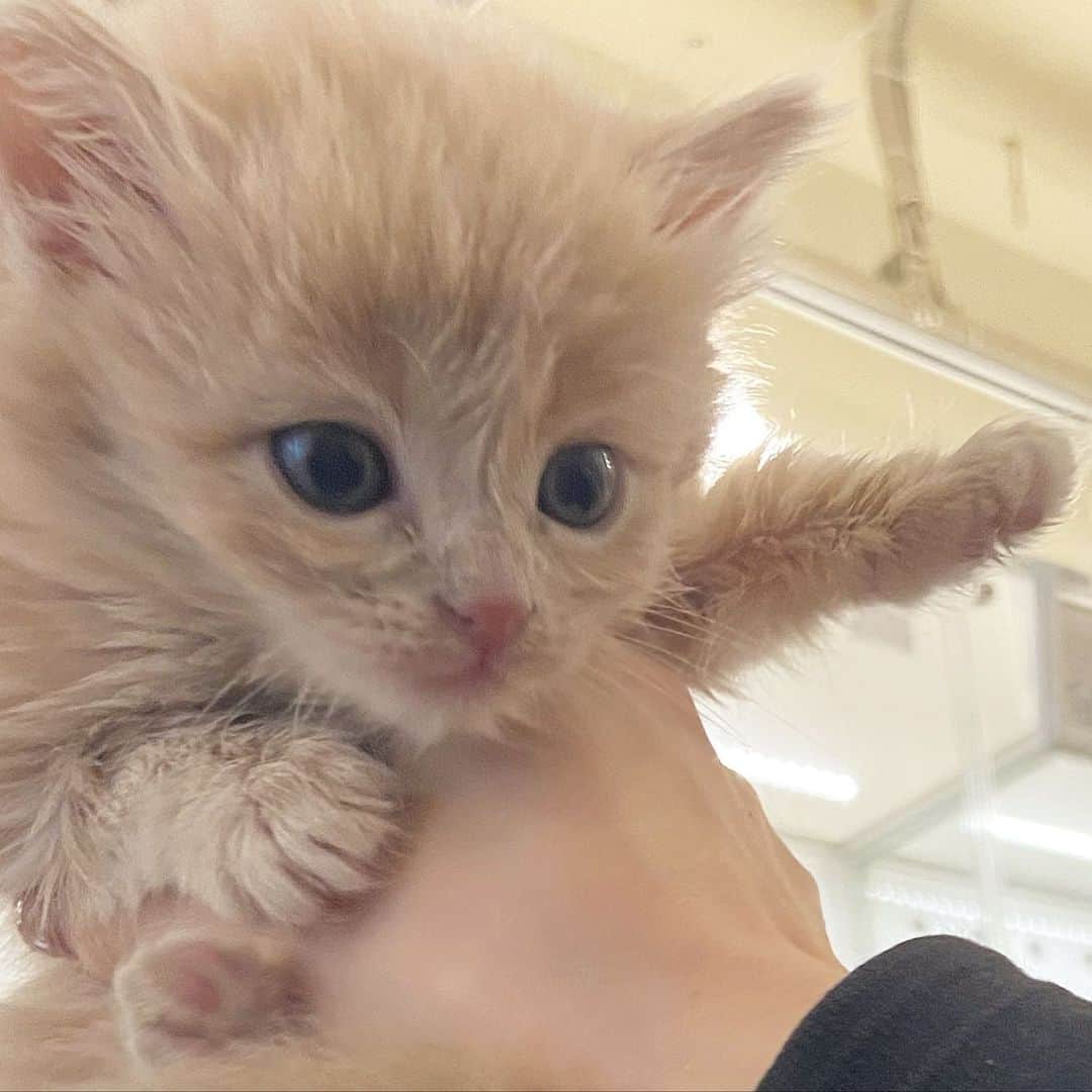 sarimaru(国木田さりまる)のインスタグラム：「a sweetie shaggy kitten🐈❤︎🍼」