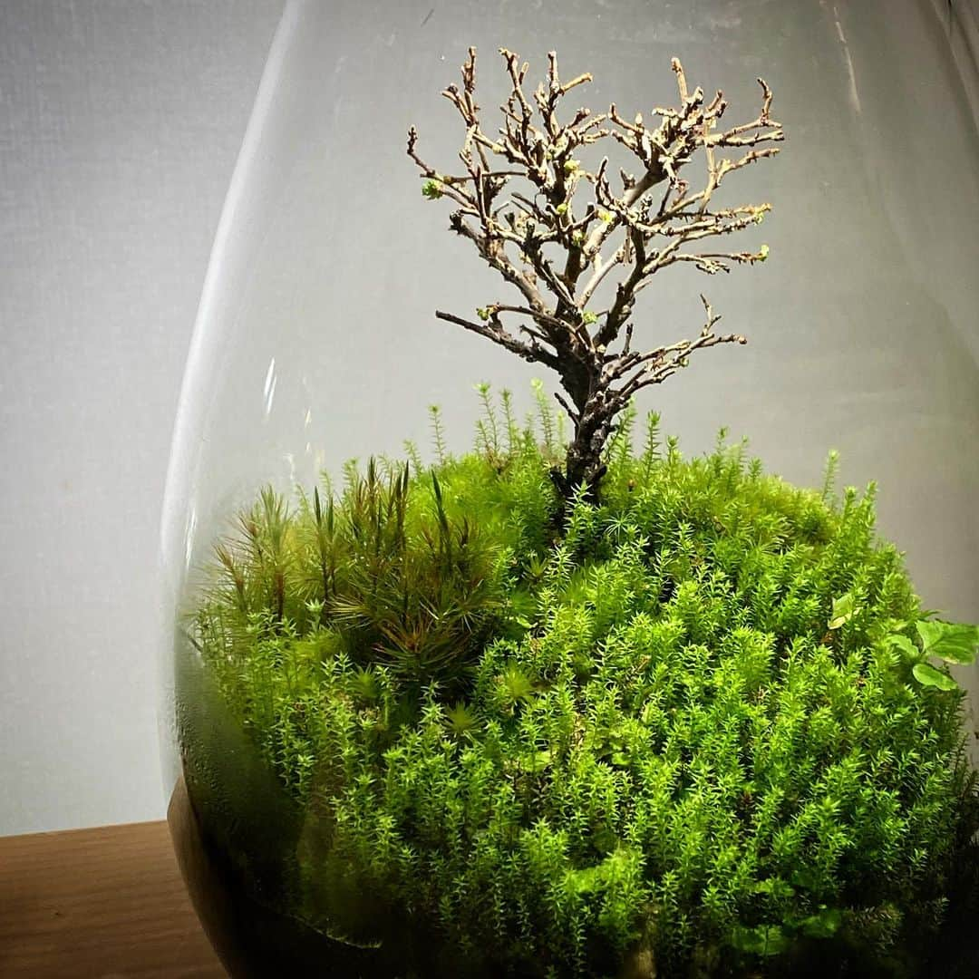 Mosslight-LEDさんのインスタグラム写真 - (Mosslight-LEDInstagram)「#mosslight#モスライト#苔#コケ#mossy#mossa#moss#terrarium #テラリウム#indoorgreen#plants#コケテラリウム#苔テラリウム#mossterrarium#mossarium#paludariu#パルダリウム#インドアグリーン」2月18日 16時40分 - mosslight1955