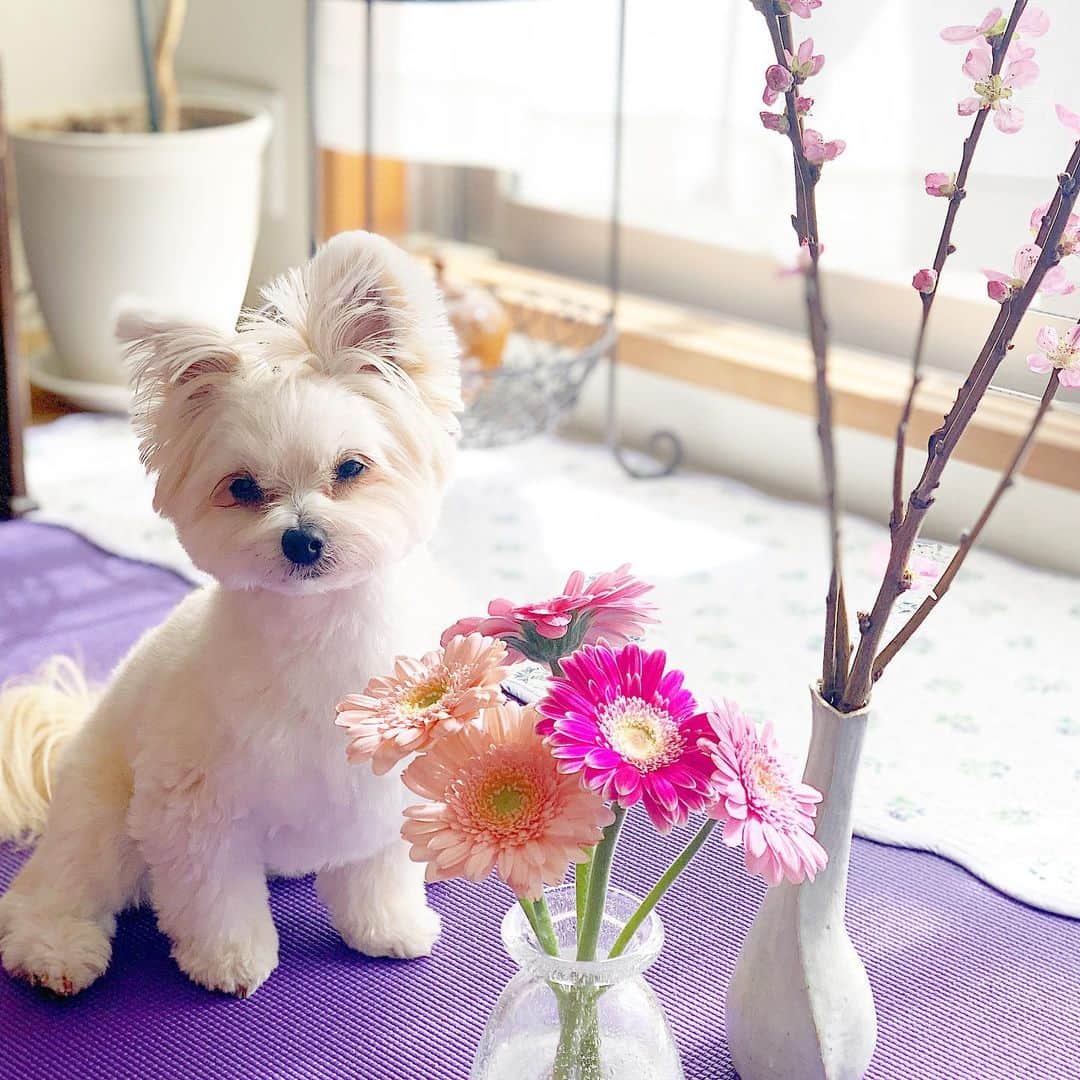 チャン・リーメイさんのインスタグラム写真 - (チャン・リーメイInstagram)「お花とボク🌸 ✴︎ 今月はガーベラと、桃の花、 ✴︎ フリージアとかすみ草。 ✴︎ 桃のお花、 ✴︎ ちゃんと水揚げをしたら、 ✴︎ たくさん咲いたョ💓 ✴︎ 春はもうすぐだね✨ ✴︎ #花と犬シリーズ #お部屋に花を #ピュアフラワーお花の定期便  #dogslover #nodognolife #pomeranianmix #保護犬を家族に」2月18日 16時46分 - limeichiang