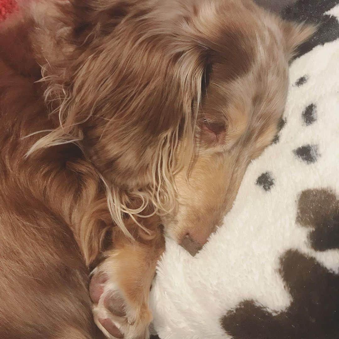 藤田太陽のインスタグラム：「・ 散歩疲れたね。 #隅田川 #散歩 #dog #牛枕」
