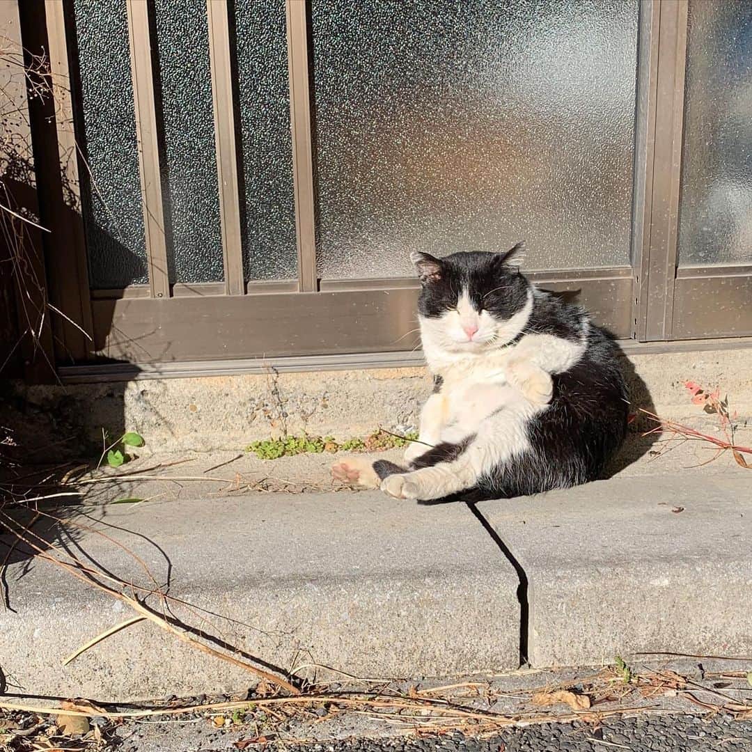 Kachimo Yoshimatsuのインスタグラム：「今日はよい天気じゃ。  #うちの猫ら #ikasumi #猫 #ねこ #cat #ネコ #catstagram #ネコ部 http://kachimo.exblog.jp」