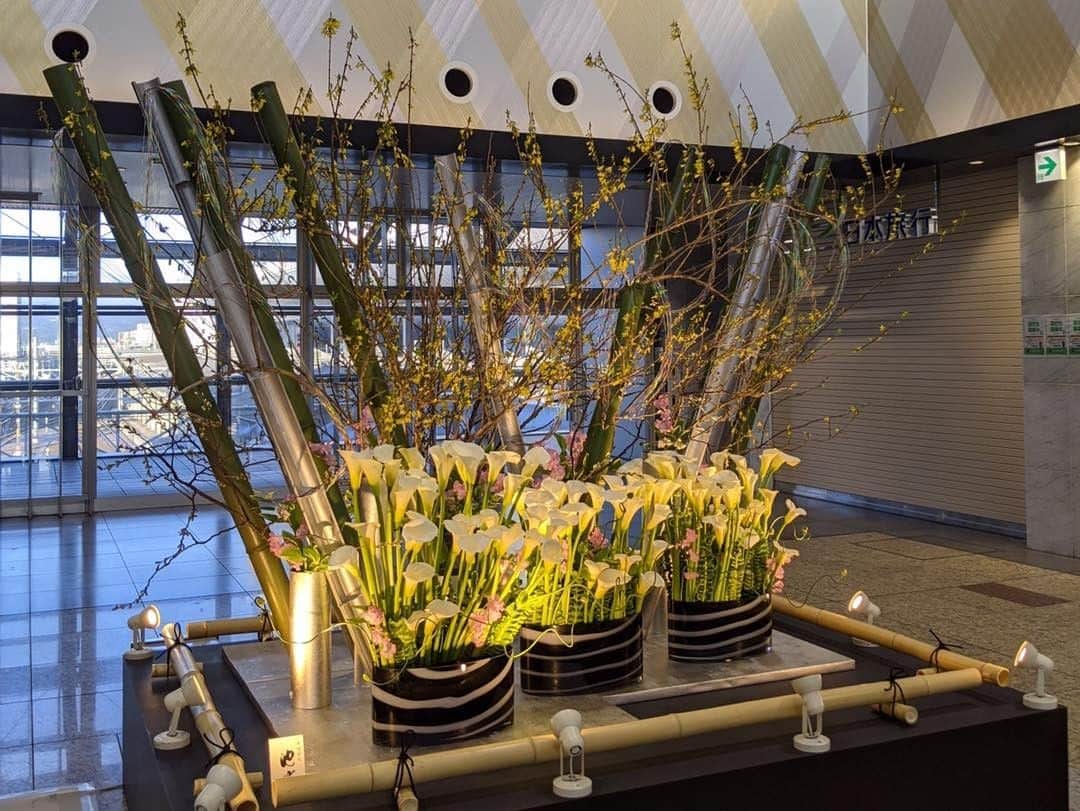 いけばな池坊さんのインスタグラム写真 - (いけばな池坊Instagram)「＊いけばな展示情報！﻿ ﻿ 京都駅西口広場にて、カラーの大作を展示中です🌸 ﻿ 京都の城陽市産の白いカラーに、﻿ レンギョウや桜など春の花がたくさん入った明るい印象の作品です！﻿ ﻿ 制作した三浦氏によると「カラーの花言葉『清浄』をイメージして作品を制作し、水引を使うことで空に虹がかかったような姿を現し、希望を感じていただけるようにしました。ご覧になられた方が、明るく元気に過ごしてもらえたら幸いです」とのこと！😌⭐️ ﻿ ﻿ ぜひぜひ、お立ち寄りください♪﻿ 今回も皆様をお見送り、お迎えしております☺(4枚目)  ️﻿■ 2/18(木)～24(水)　7〜22時（最終日は19時まで）﻿ ■JR京都駅 西口広場(西口改札出てすぐ)﻿ ■池坊中央研修学院 研究員 三浦大生氏﻿ ﻿ 撮影OKですので、是非SNSでシェアしてください！﻿ ﻿ #池坊 #いけばな #華道 #展示情報 #京の花物語﻿ #京都 #京都駅 #京都駅ビル #西口広場 #京都府産 #京都府花き振興ネットワーク #城陽市 #花卉﻿ #カラー #レンギョウ #桜 #春の花 #花が好き #おもてなし﻿ #清浄 #水引 #虹 #希望 #お見送り #お迎え﻿ #ikenobo #ikebana #ikebanaforpraying #japaneseculture #kyoto」2月18日 17時00分 - ikenobo550