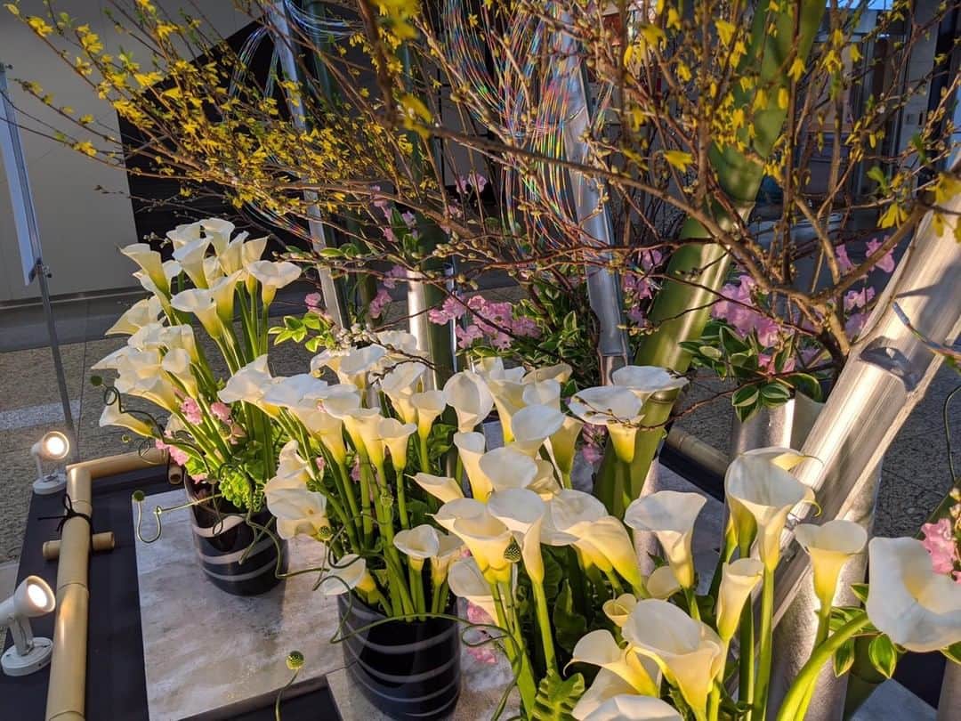 いけばな池坊さんのインスタグラム写真 - (いけばな池坊Instagram)「＊いけばな展示情報！﻿ ﻿ 京都駅西口広場にて、カラーの大作を展示中です🌸 ﻿ 京都の城陽市産の白いカラーに、﻿ レンギョウや桜など春の花がたくさん入った明るい印象の作品です！﻿ ﻿ 制作した三浦氏によると「カラーの花言葉『清浄』をイメージして作品を制作し、水引を使うことで空に虹がかかったような姿を現し、希望を感じていただけるようにしました。ご覧になられた方が、明るく元気に過ごしてもらえたら幸いです」とのこと！😌⭐️ ﻿ ﻿ ぜひぜひ、お立ち寄りください♪﻿ 今回も皆様をお見送り、お迎えしております☺(4枚目)  ️﻿■ 2/18(木)～24(水)　7〜22時（最終日は19時まで）﻿ ■JR京都駅 西口広場(西口改札出てすぐ)﻿ ■池坊中央研修学院 研究員 三浦大生氏﻿ ﻿ 撮影OKですので、是非SNSでシェアしてください！﻿ ﻿ #池坊 #いけばな #華道 #展示情報 #京の花物語﻿ #京都 #京都駅 #京都駅ビル #西口広場 #京都府産 #京都府花き振興ネットワーク #城陽市 #花卉﻿ #カラー #レンギョウ #桜 #春の花 #花が好き #おもてなし﻿ #清浄 #水引 #虹 #希望 #お見送り #お迎え﻿ #ikenobo #ikebana #ikebanaforpraying #japaneseculture #kyoto」2月18日 17時00分 - ikenobo550