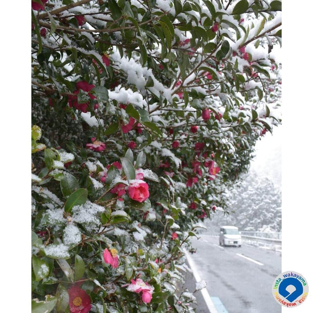 和歌山県のインスタグラム：「. Insta_Wakayamaでは、皆さんがハッシュタグをつけて投稿してくださった写真から、素敵な写真をご紹介させていただきます！ 本日のピックアップは @kazz1109 さんのお写真です☆ ハッシュタグのご利用ありがとうございますm(_ _)m . こちらは田辺市龍神村の椿のお写真ですね👀 春を感じていたのに一気にこの2日ほどで冬に逆戻りしましたね。 椿に雪が積もっています。白い雪景色に赤い椿の花。とても美しいですね。 今日から二十四節気の第2節「雨水」に入ります。今年は立春が例年より1日早いので雨水も1日早くなってます。 「陽気地上に発し雪氷とけて雨水となれば也」暖かい陽気になってきて雪や氷が解け、雨水になるという意味です。 この椿に積もった雪もまた雨水となって周りの雪を溶かしていくのでしょうね。 最初、山茶花と椿のどちらか迷って調べたのですが、今ですと開花時期が椿のようです。 . 和歌山に関する投稿には「 #insta_wakayama 」のハッシュタグをつけてください★ 和歌山の魅力を皆さんで発信していきましょう！ ハッシュタグをつけると同時に、写真の場所の記載・位置情報の登録もお願いします🎵 なお、お写真を撮影される際は感染対策を十分に行ってくださいね。 . #椿 #寒椿 #龍神村 #田辺市 #和歌山県 #和歌山 #camellia #ryujin #tanabe_city #wakayama #insta_wakayama #instameet_wakayama #wakayamagram #nagomi_wakayama #visitwakayama #retrip_news #japan #なんて素敵な和歌山なんでしょう」