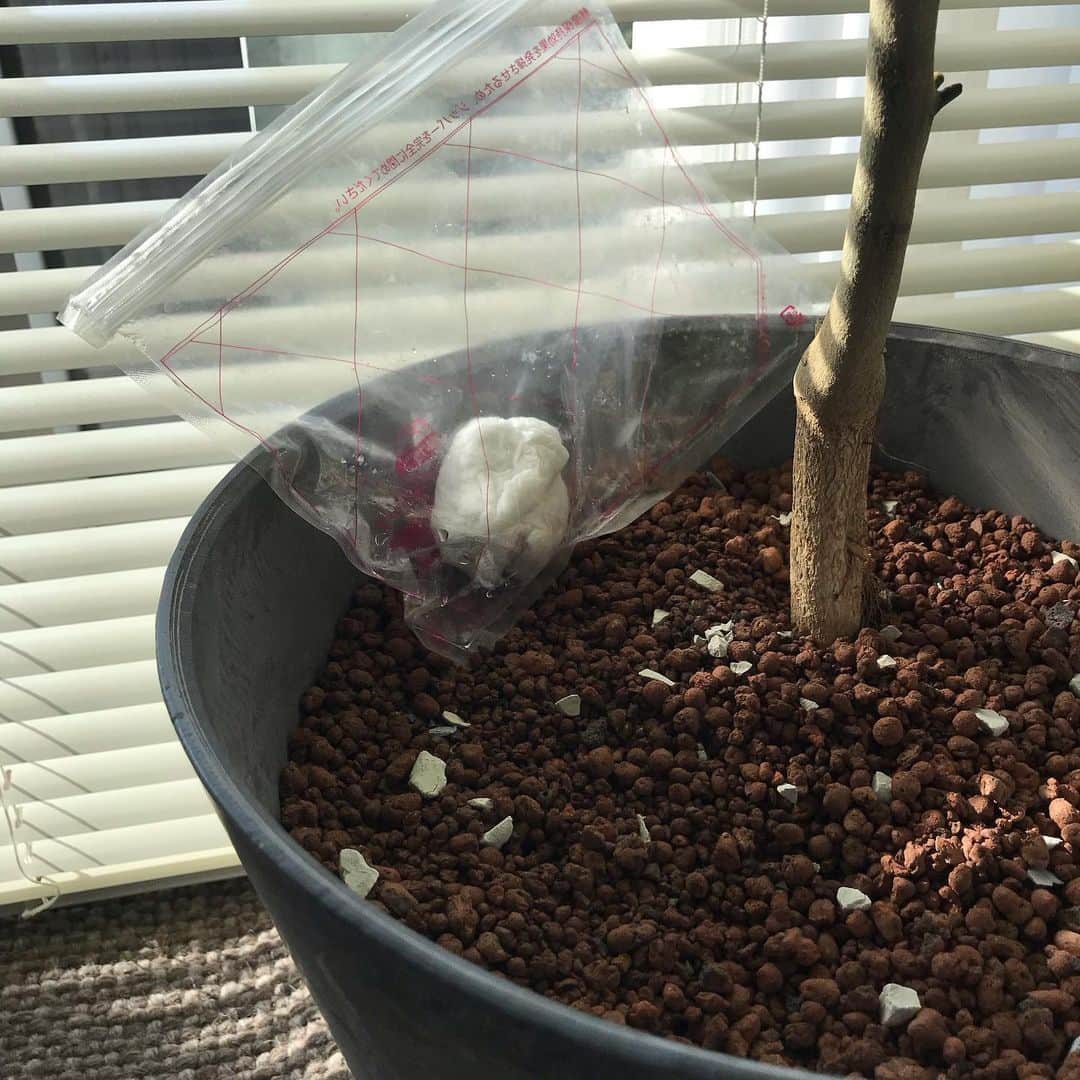 ケビンのインスタグラム：「“Flashing the avocado seed” Podcastで話してた山ちゃんのアボカドの種です笑」