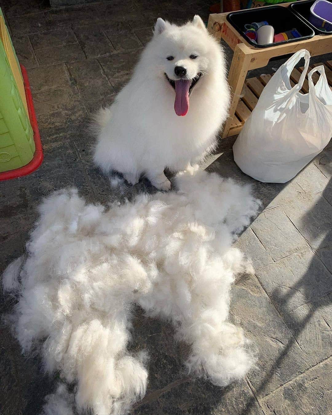 8crapさんのインスタグラム写真 - (8crapInstagram)「Look I made another samoyed! - Want to get featured like him? Join “The Barked Club” on FACEBOOK and post something now! 👉 barked.com - 📷 @fun_with_franklin - #TheBarkedClub #barked #dog #doggo #Samoyed」2月18日 17時30分 - barked