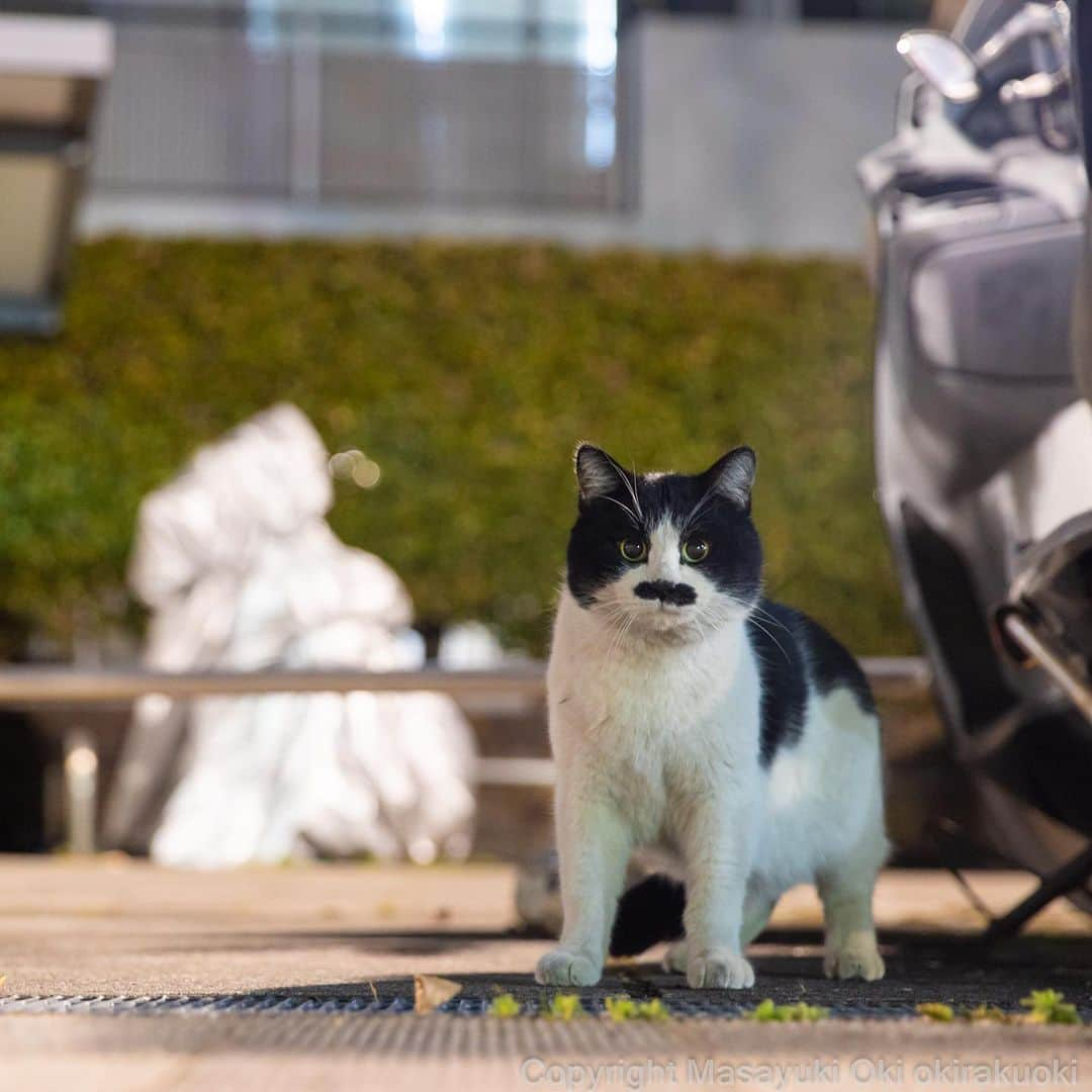 Masayukiさんのインスタグラム写真 - (MasayukiInstagram)「どっしり。」2月18日 17時36分 - okirakuoki