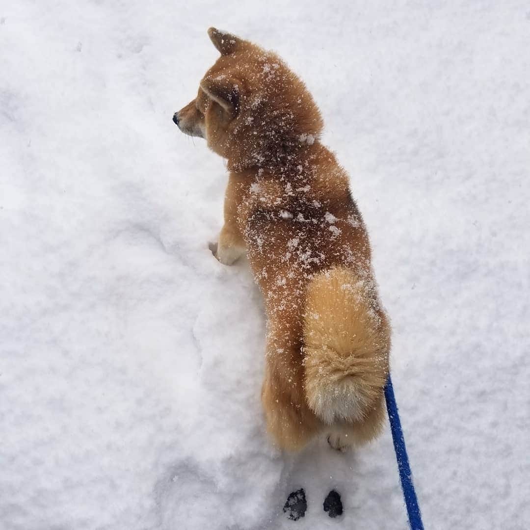 柴犬たま Shibainu Tamaさんのインスタグラム写真 - (柴犬たま Shibainu TamaInstagram)「揚げパン出来上がってます👍  Caption trans🇬🇧﻿﻿﻿﻿﻿﻿﻿﻿﻿﻿﻿﻿﻿﻿ Fried dough is now ready👍  #柴犬たま #たママ #たまーば #雪 #しっぽモフモフ﻿ #後頭部フェチ #愛らぶ後頭部 #ふわもこ #あげぱん #揚げパン #揚げパン犬 #柴犬 #shiba #shibainu #shibastagram #犬 #dog」2月18日 17時42分 - tama7653