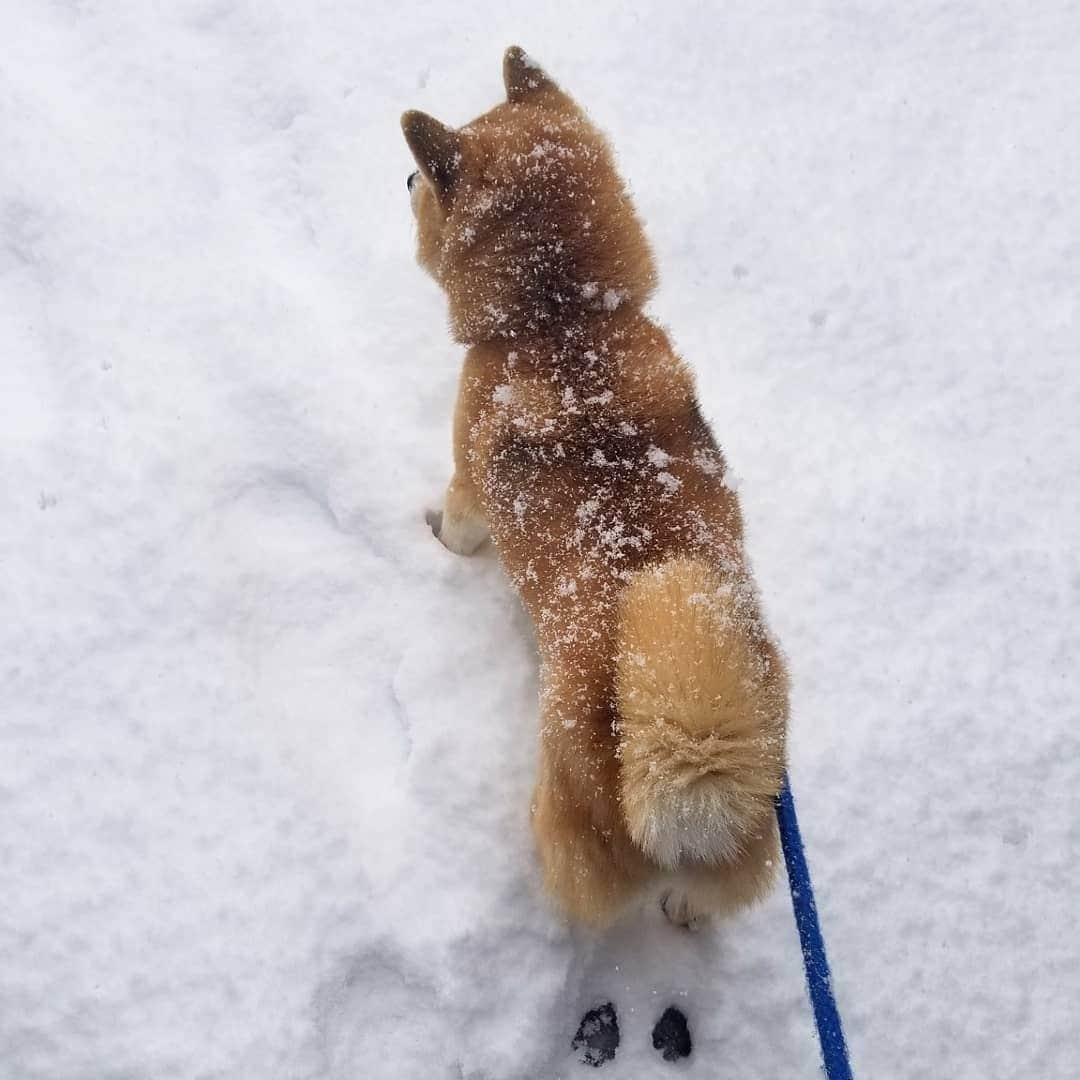 柴犬たま Shibainu Tamaさんのインスタグラム写真 - (柴犬たま Shibainu TamaInstagram)「揚げパン出来上がってます👍  Caption trans🇬🇧﻿﻿﻿﻿﻿﻿﻿﻿﻿﻿﻿﻿﻿﻿ Fried dough is now ready👍  #柴犬たま #たママ #たまーば #雪 #しっぽモフモフ﻿ #後頭部フェチ #愛らぶ後頭部 #ふわもこ #あげぱん #揚げパン #揚げパン犬 #柴犬 #shiba #shibainu #shibastagram #犬 #dog」2月18日 17時42分 - tama7653