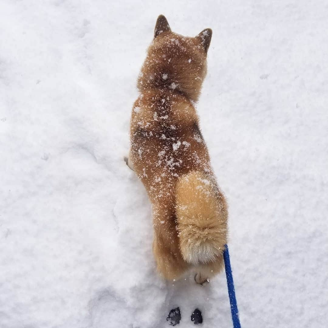 柴犬たま Shibainu Tamaさんのインスタグラム写真 - (柴犬たま Shibainu TamaInstagram)「揚げパン出来上がってます👍  Caption trans🇬🇧﻿﻿﻿﻿﻿﻿﻿﻿﻿﻿﻿﻿﻿﻿ Fried dough is now ready👍  #柴犬たま #たママ #たまーば #雪 #しっぽモフモフ﻿ #後頭部フェチ #愛らぶ後頭部 #ふわもこ #あげぱん #揚げパン #揚げパン犬 #柴犬 #shiba #shibainu #shibastagram #犬 #dog」2月18日 17時42分 - tama7653