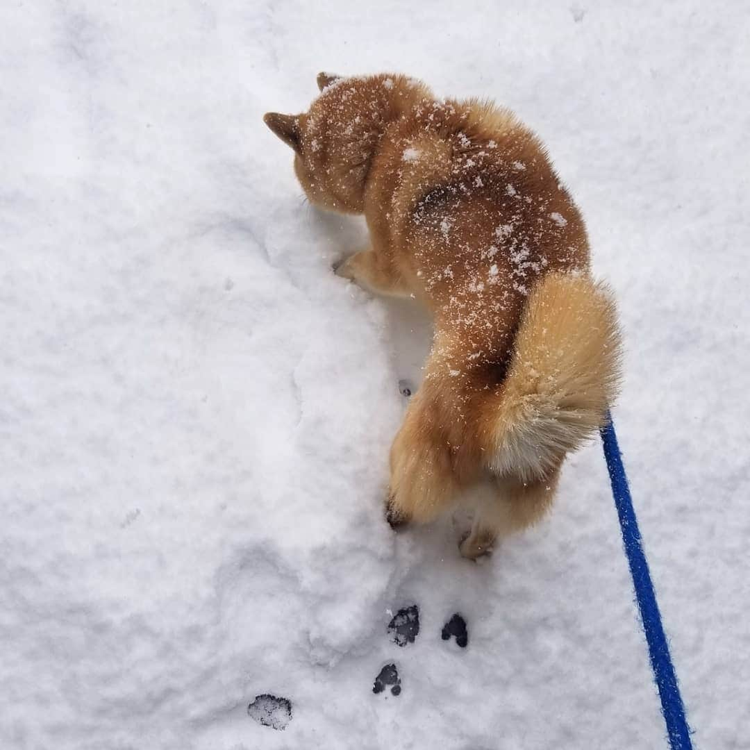 柴犬たま Shibainu Tamaさんのインスタグラム写真 - (柴犬たま Shibainu TamaInstagram)「揚げパン出来上がってます👍  Caption trans🇬🇧﻿﻿﻿﻿﻿﻿﻿﻿﻿﻿﻿﻿﻿﻿ Fried dough is now ready👍  #柴犬たま #たママ #たまーば #雪 #しっぽモフモフ﻿ #後頭部フェチ #愛らぶ後頭部 #ふわもこ #あげぱん #揚げパン #揚げパン犬 #柴犬 #shiba #shibainu #shibastagram #犬 #dog」2月18日 17時42分 - tama7653