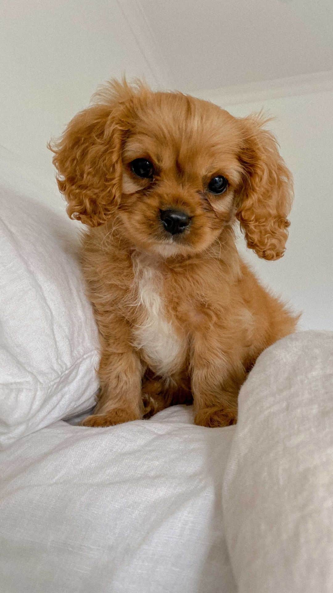 ナタリー・ジェーン・ローザーのインスタグラム：「Our new little man 🐶🤎 Meet @thekingpippin  #cavalierkingcharlesspaniel  @harleympb」