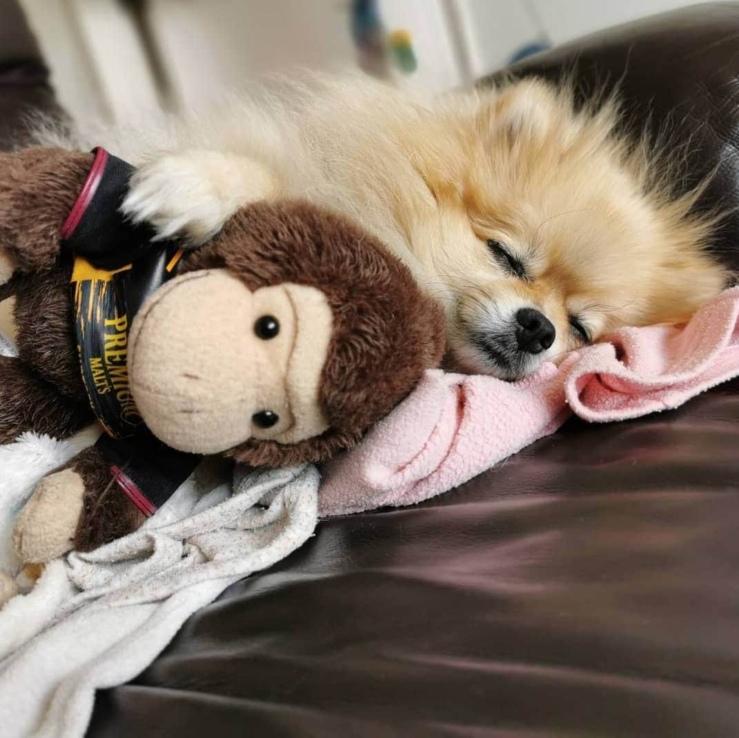 真壁伸弥のインスタグラム：「本日のポルテ  #pomeranian #pomeranians #pomeranianlove #pomeraniansofinstagram #pom #dog #dogstagram #doglover #doglife #dogslife #pet #petstagram #ポメラニアン #ポメラニアンが世界一可愛い #ポメラニアン部 #ポメ #ポメスタグラム #犬 #犬バカ部 #いぬ部 #いぬら部 #いぬバカ部 #いぬのきもち」