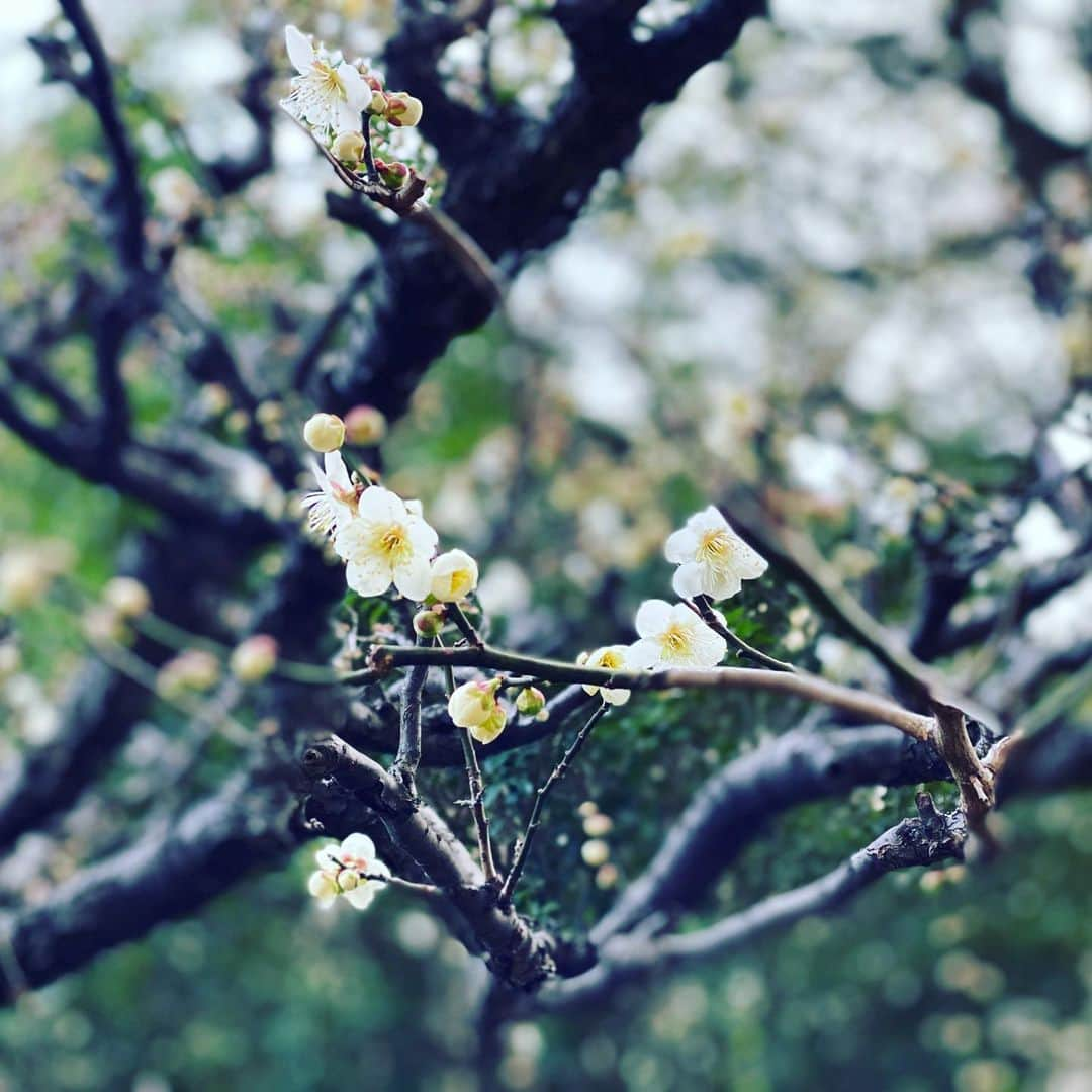 牛窪万里子さんのインスタグラム写真 - (牛窪万里子Instagram)「我が家の庭の梅が沢山花を咲かせました！  いい香りがふわっと仄かに漂っています  満開が楽しみです♪  #梅 #梅の花  #開花」2月18日 18時09分 - mariko_ushikubo