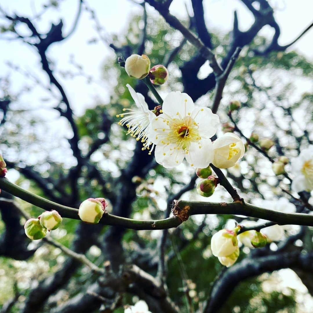 牛窪万里子さんのインスタグラム写真 - (牛窪万里子Instagram)「我が家の庭の梅が沢山花を咲かせました！  いい香りがふわっと仄かに漂っています  満開が楽しみです♪  #梅 #梅の花  #開花」2月18日 18時09分 - mariko_ushikubo