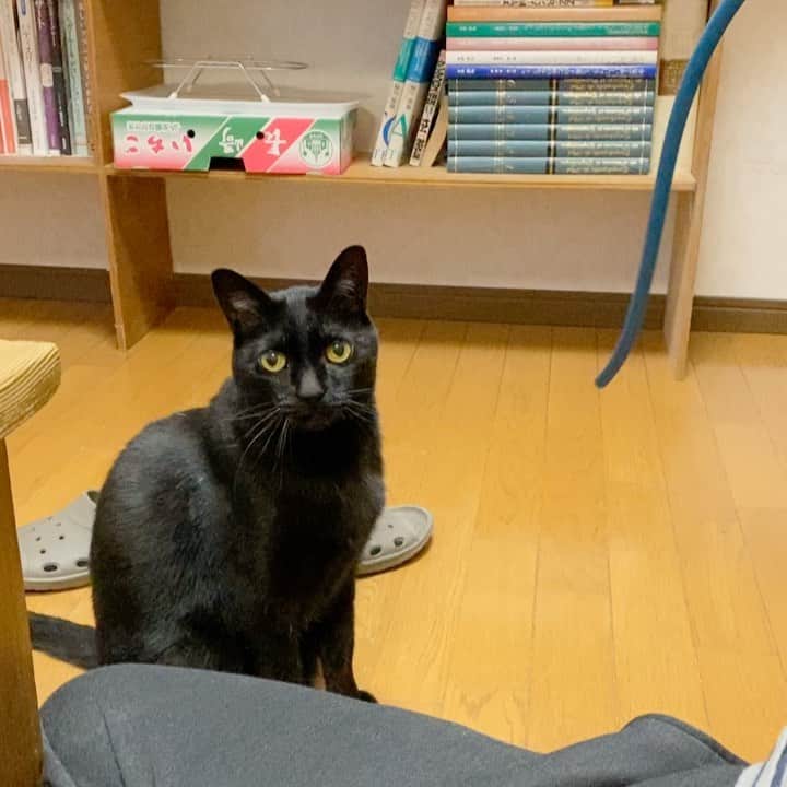 nemuru_catのインスタグラム：「#ベム  カメラ向けたら 遊ぶのやめるあるある😸 * #ねこ部#cat#cats#neko#猫#catsofinstagram#bestmeow#catlover#ふわもこ部#黒猫」