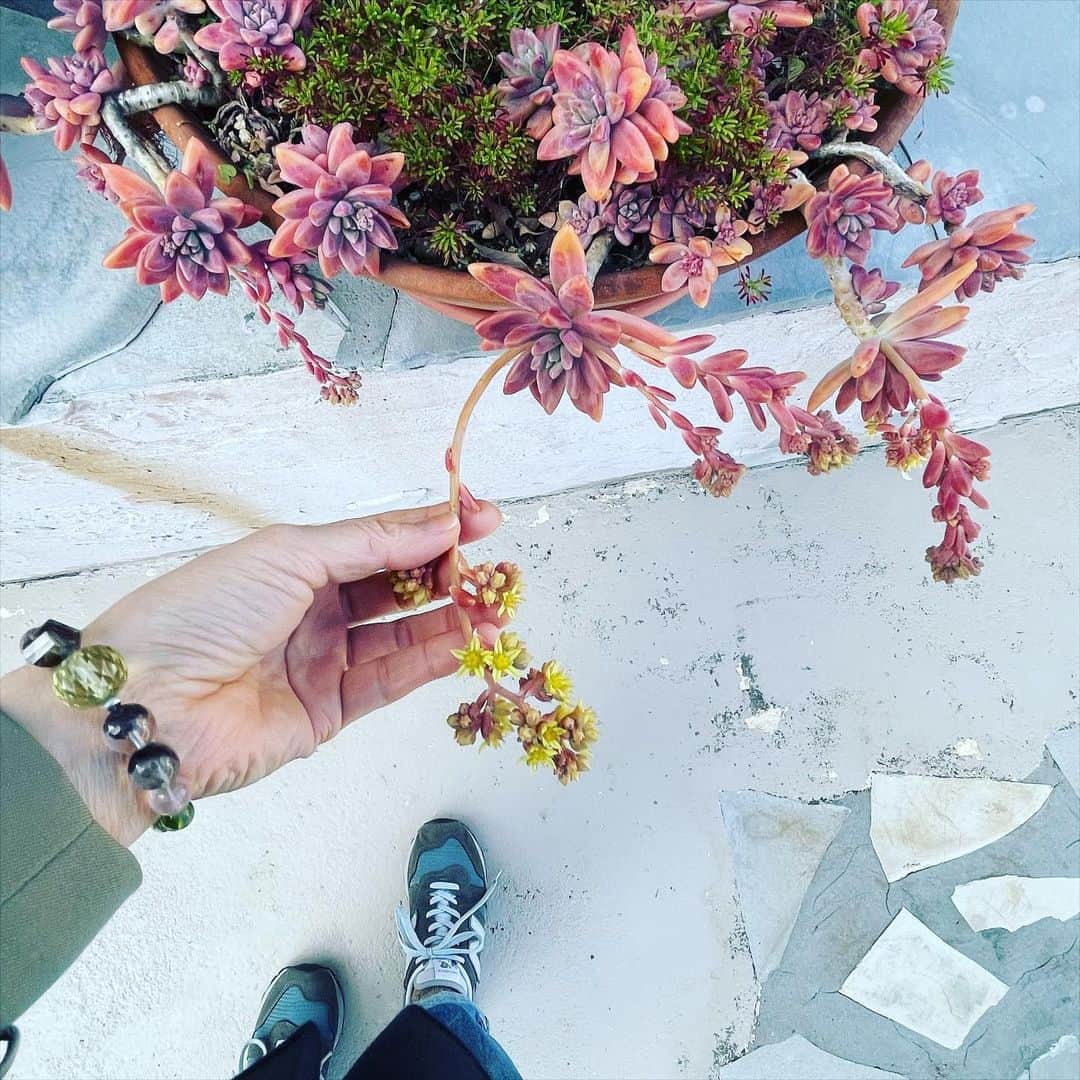 永田琴さんのインスタグラム写真 - (永田琴Instagram)「こいつこんな花をつけるんだったのかーと、なんか嬉しくなる。」2月18日 23時48分 - kotton88