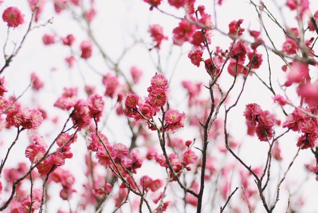 yukaさんのインスタグラム写真 - (yukaInstagram)「梅の花 ・ ・ ・ #ザ花部 #team_jp_flower  #indies_gram  #igersjp  #はなまっぷ  #東京カメラ部  #매화 #Bunga #vsco」2月18日 23時43分 - yuka_ff