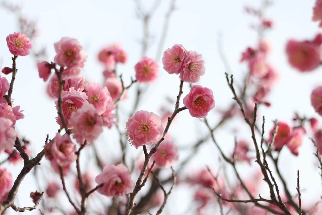 yukaのインスタグラム：「梅の花 ・ ・ ・ #ザ花部 #team_jp_flower  #indies_gram  #igersjp  #はなまっぷ  #東京カメラ部  #매화 #Bunga #vsco」