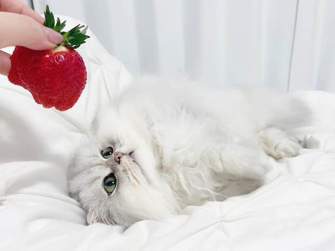 のインスタグラム：「⠀  おっきいイチゴ🍓❤️ ⠀ ⠀ #はなちゃん  #home #かわいい #チンチラシルバー #猫 #にゃんすたぐらむ #ねこのいる生活 #ふわもこ部 #ねこくら #cat #pet #chinchillacat #catlover #instgramjapan #bestmeow #strawberry #instagood #cute #cat_of_world #petstagram #persiancat #fluffy #kawaii #chat #gato #고양이 #japan #tokyo #🐈 #🍓」
