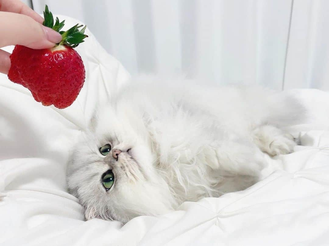 hanachan.officialのインスタグラム：「⠀  おっきいイチゴ🍓❤️ ⠀ ⠀ #はなちゃん  #home #かわいい #チンチラシルバー #猫 #にゃんすたぐらむ #ねこのいる生活 #ふわもこ部 #ねこくら #cat #pet #chinchillacat #catlover #instgramjapan #bestmeow #strawberry #instagood #cute #cat_of_world #petstagram #persiancat #fluffy #kawaii #chat #gato #고양이 #japan #tokyo #🐈 #🍓」